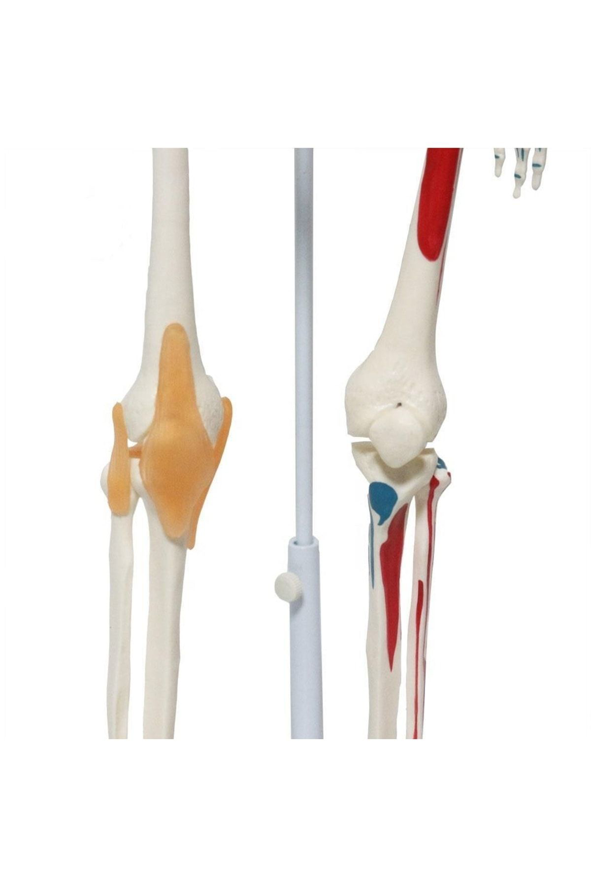 Maxi Tam İskelet Maketi 85 Cm Model 9