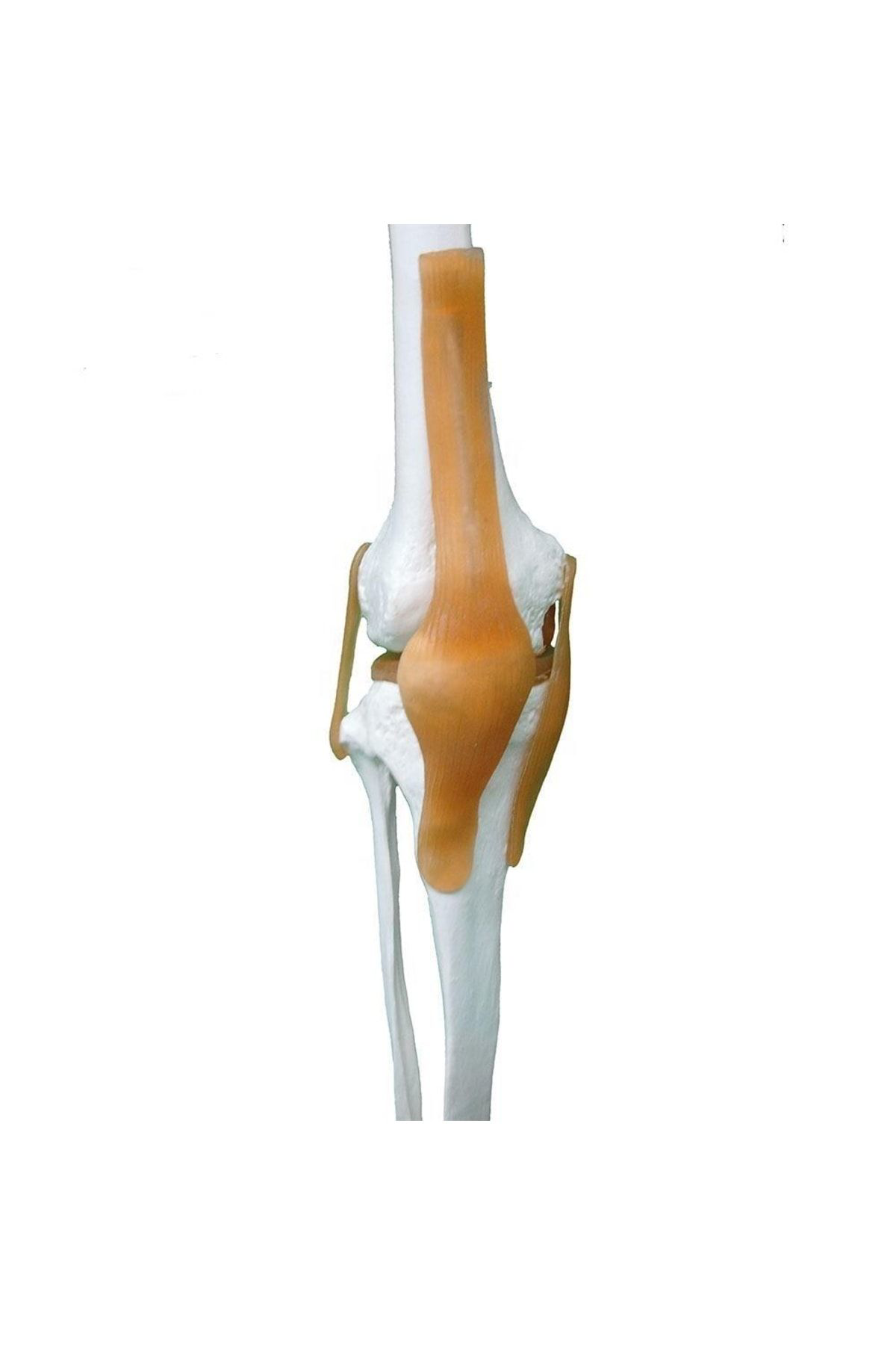 Maxi Tam İskelet Maketi 170 Cm Model 11
