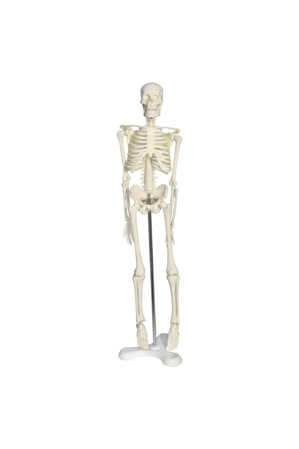 Maxi Tam İskelet Maketi 45 Cm Model 4