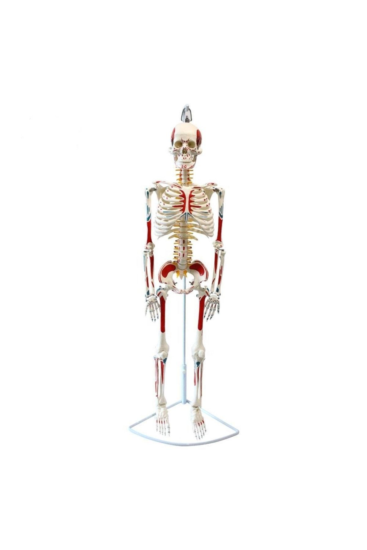 Maxi Tam İskelet Maketi 85 Cm Model 8