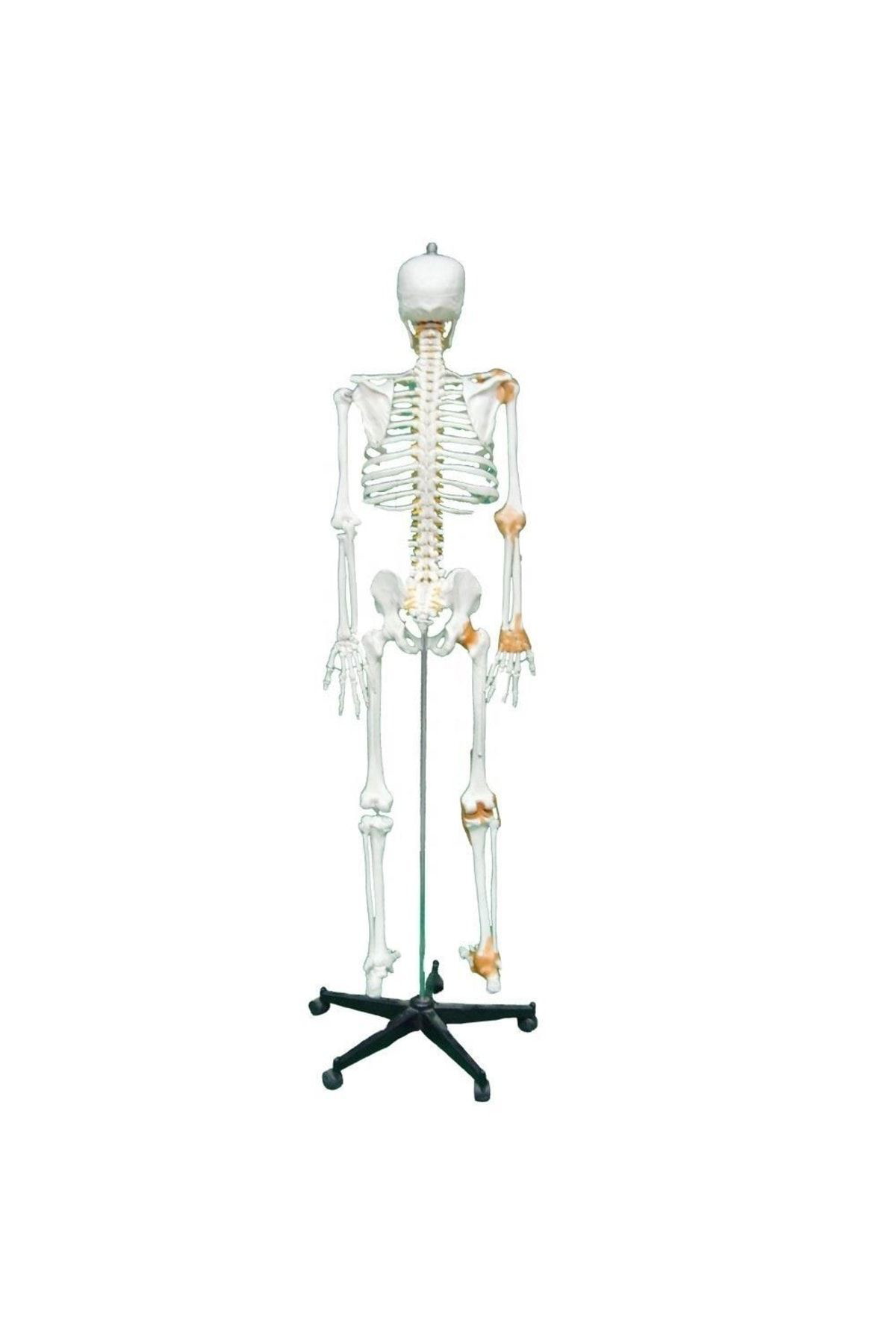 Maxi Tam İskelet Maketi 170 Cm Model 11