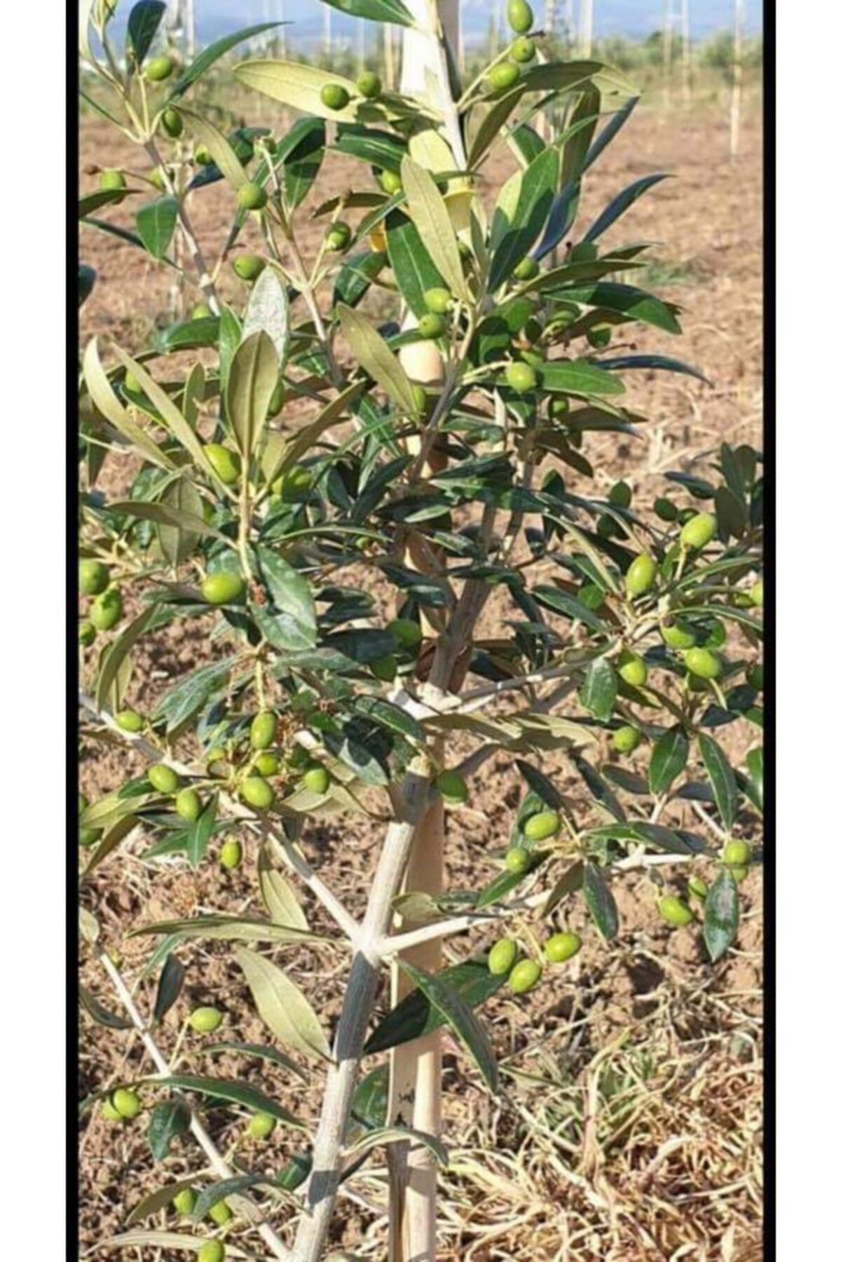 Bahçecim Tüplü Arbequina (Bodur) Zeytin Fidani 2Yaş (Evde Saksida Yetiştir