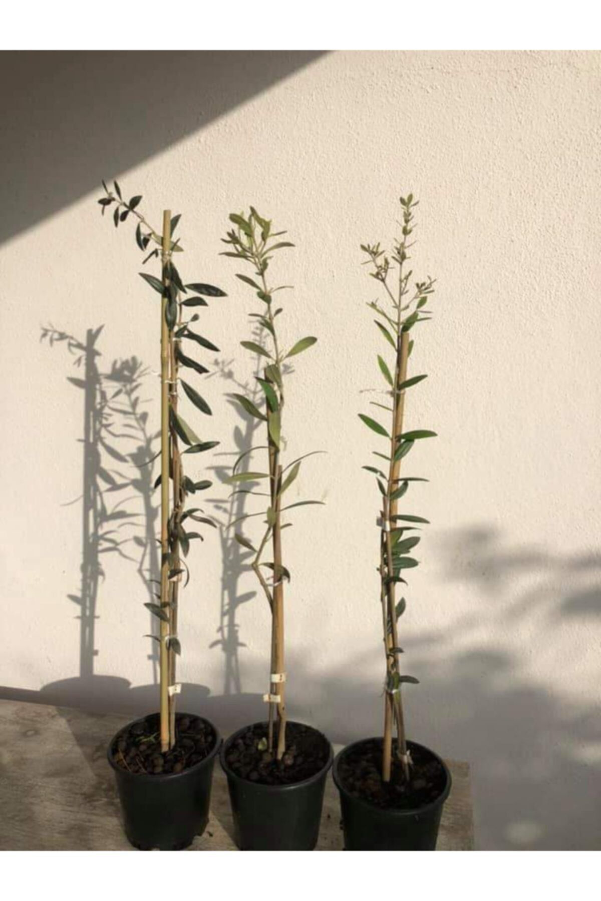 Bahçecim Tüplü Arbequina (Bodur) Zeytin Fidani 2Yaş (Evde Saksida Yetiştir