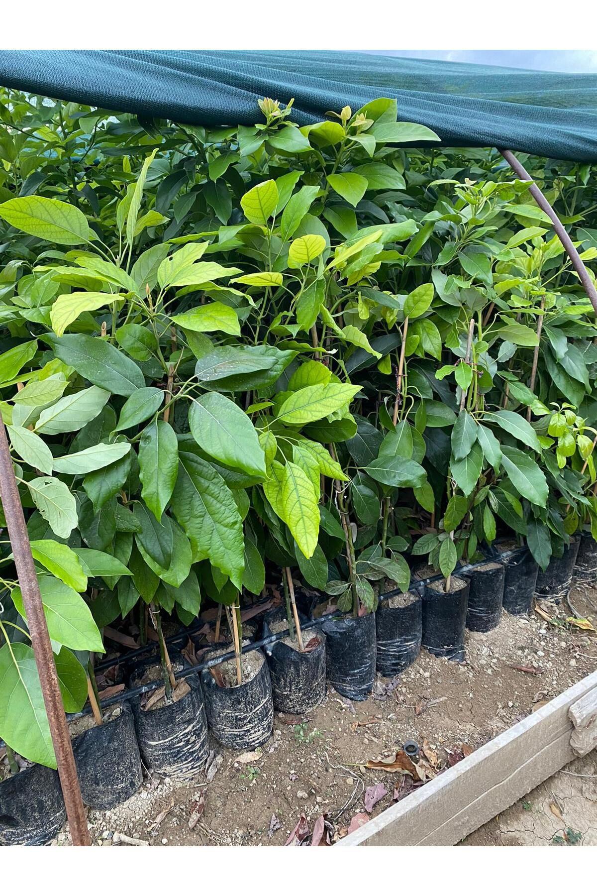 Fidanlidan Tüplü Aşili Has Avokado Fidani