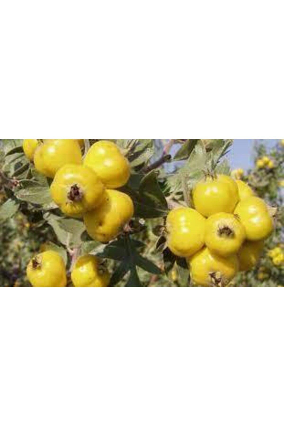 Has Fidancilik Tüplü Aşili İri Meyveli Sari Belen Aliç Fidani (50-70 Cm)