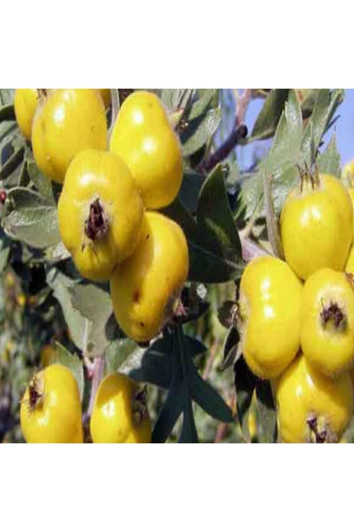 Doruk Fidancilik Tüplü Aşili İri Meyveli Sari Belen Aliç Fidani Yaş 2 Boy 70-90Cm
