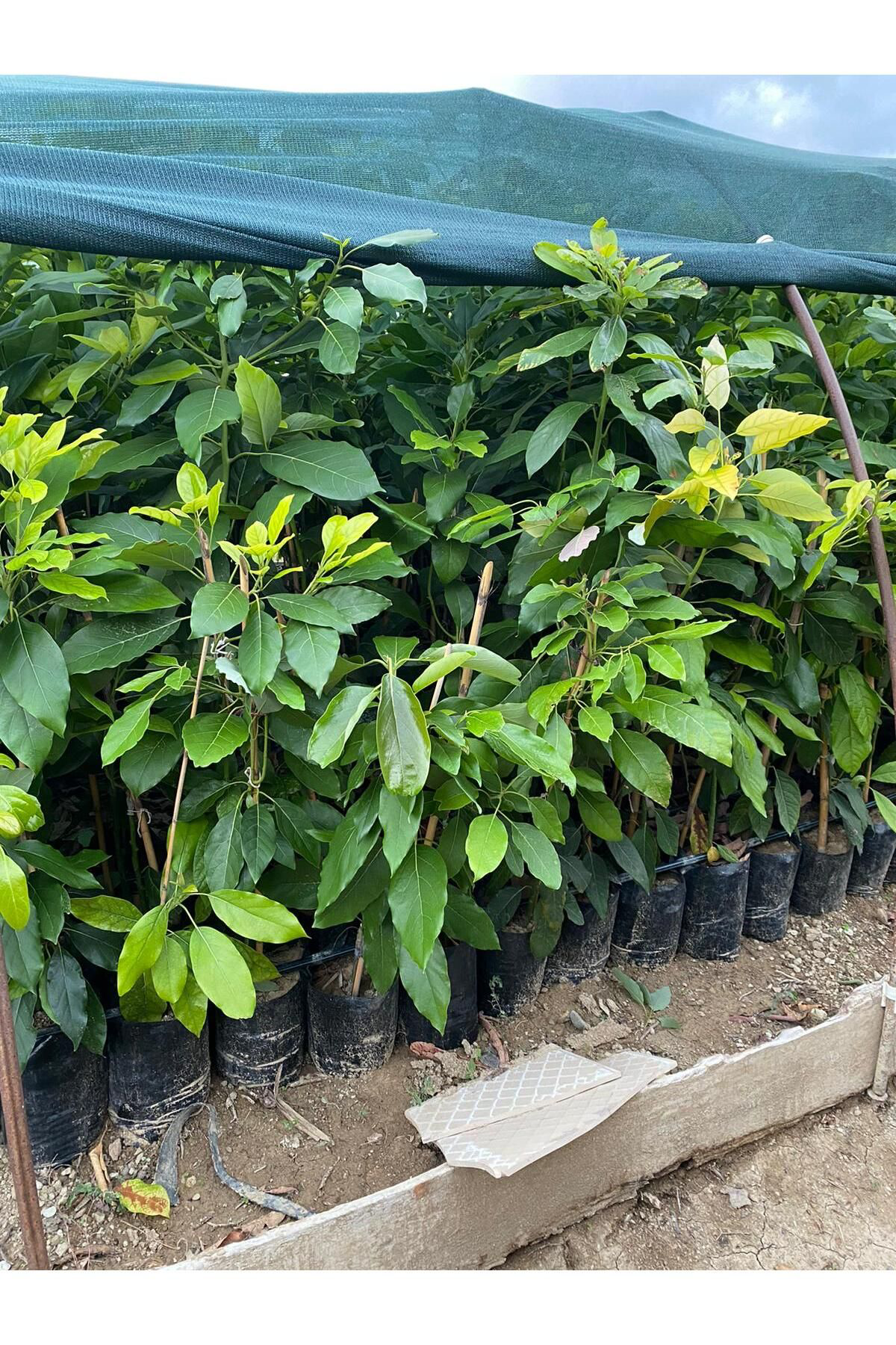 Fidanlidan Tüplü Aşili Zutano Avokado Fidani