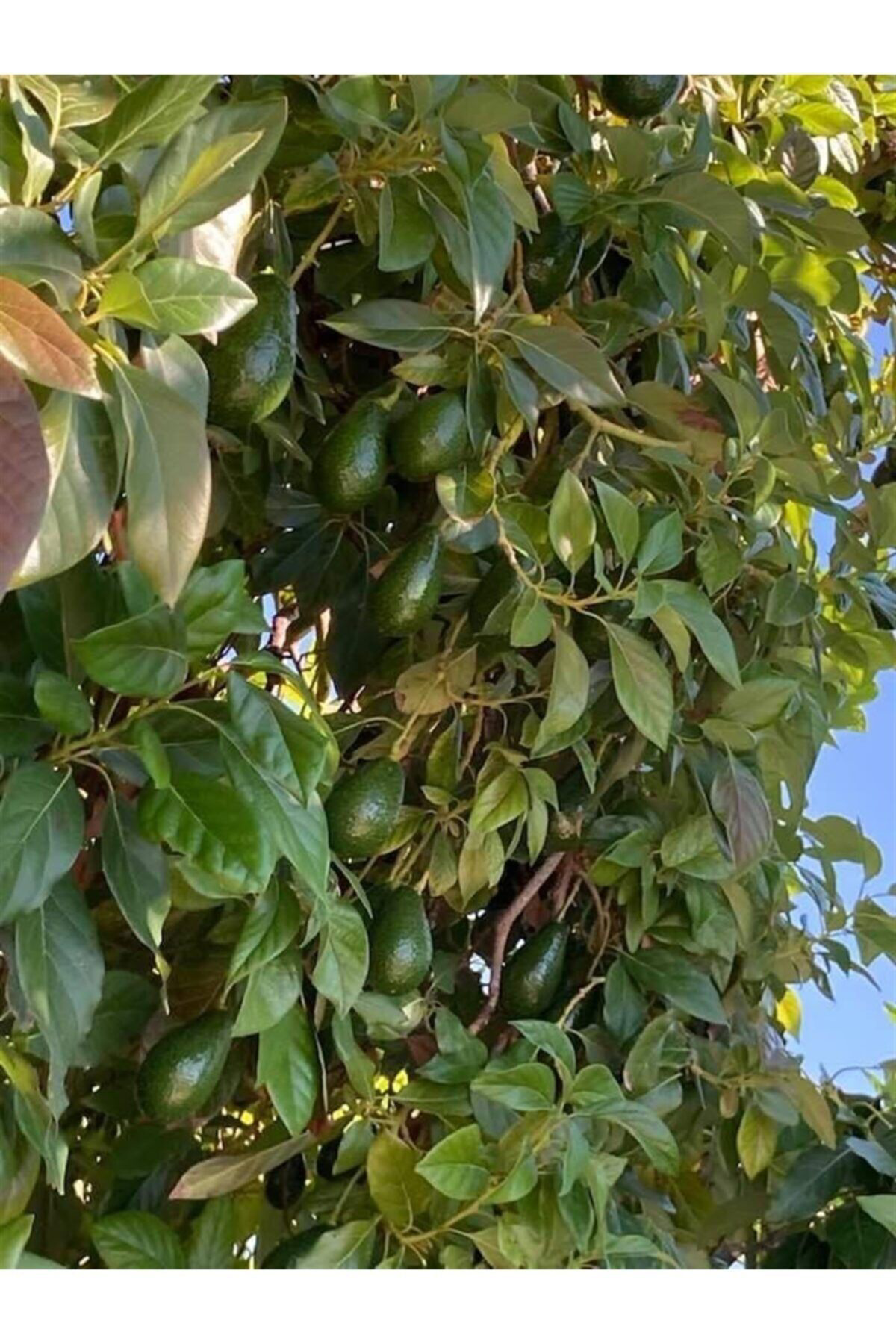 Alata Fidan Tüplü Aşili Zutano Avokado Fidani