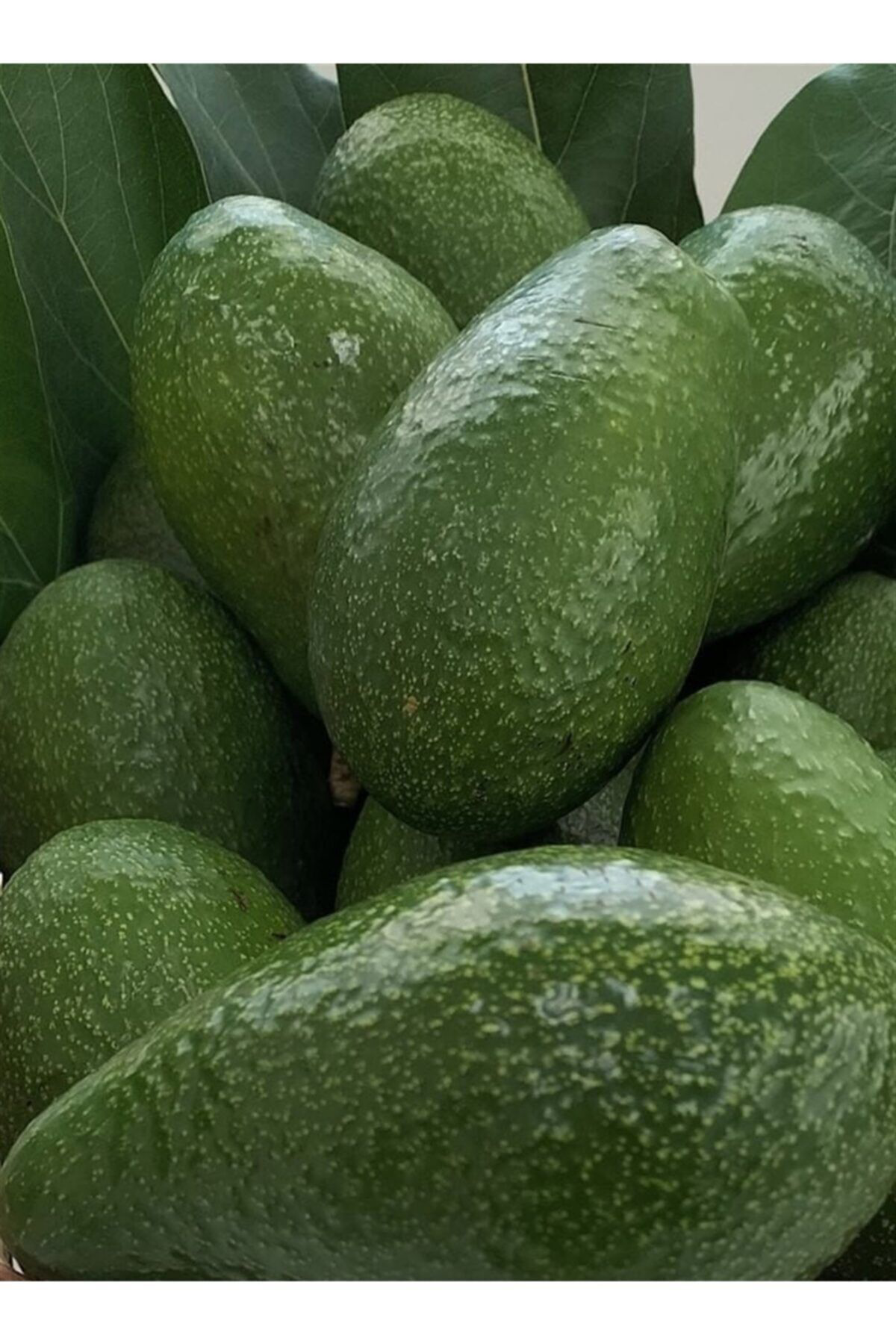 Alata Fidan Tüplü Aşili Zutano Avokado Fidani