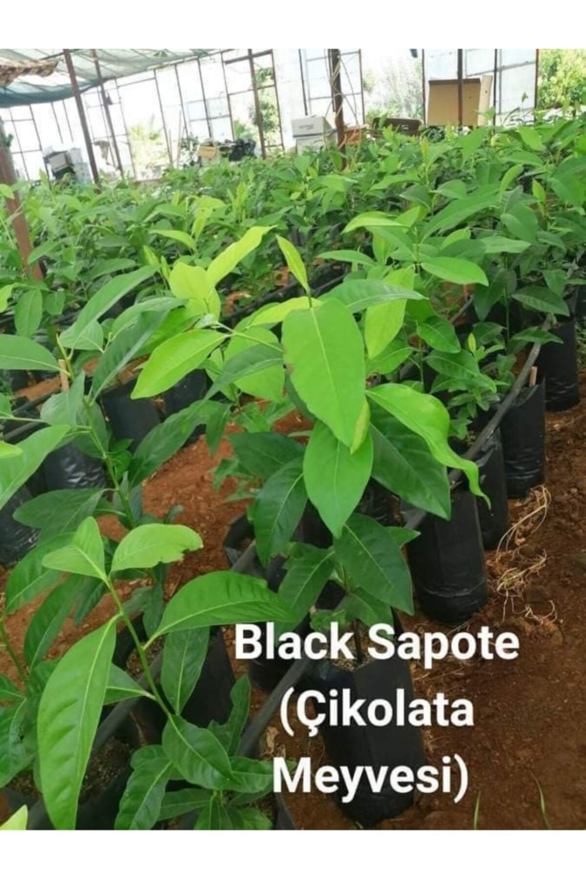 Alanyatropikal Tüplü Çikolata Meyvesi Black Sapote Ağaci Fidani(80 Cm) Üzeri
