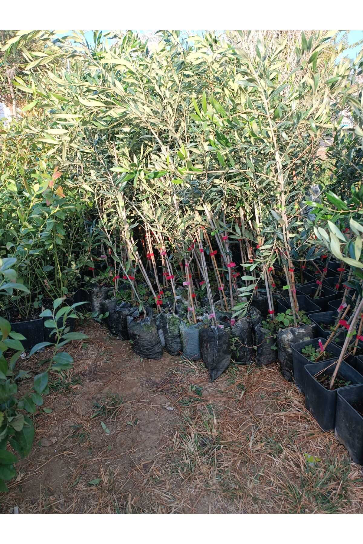 Erva Peysaj Tüplü İspanyol Arbequina Erken Verime Yatan Bodur Zeytin Fidani