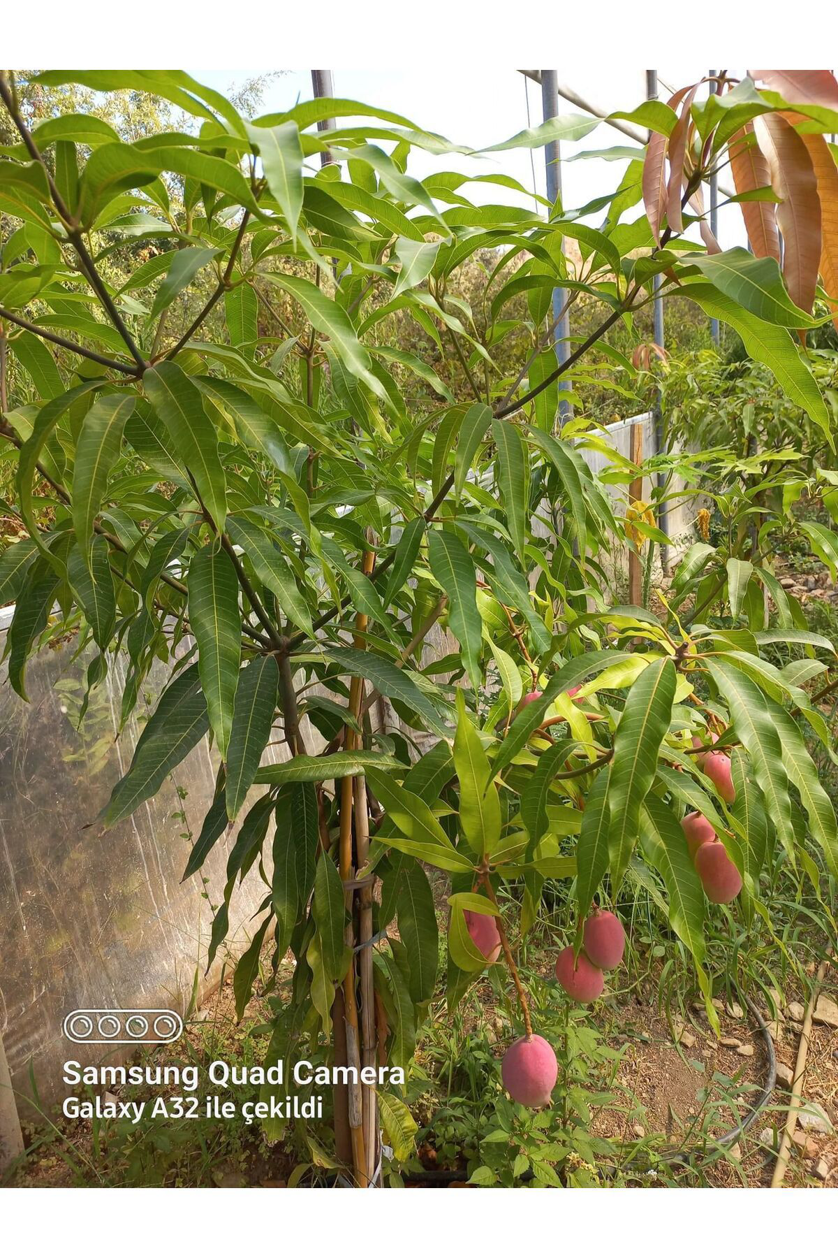 Zeysen Tropikal Tüplü Mango Fidani 50 80 Cm 1 2 Yaş