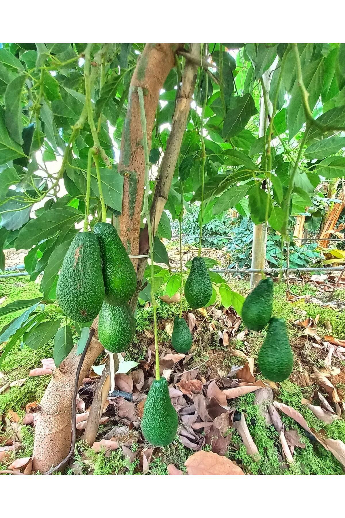 Zeysen Tropikal Zutano Avokado Ağaci