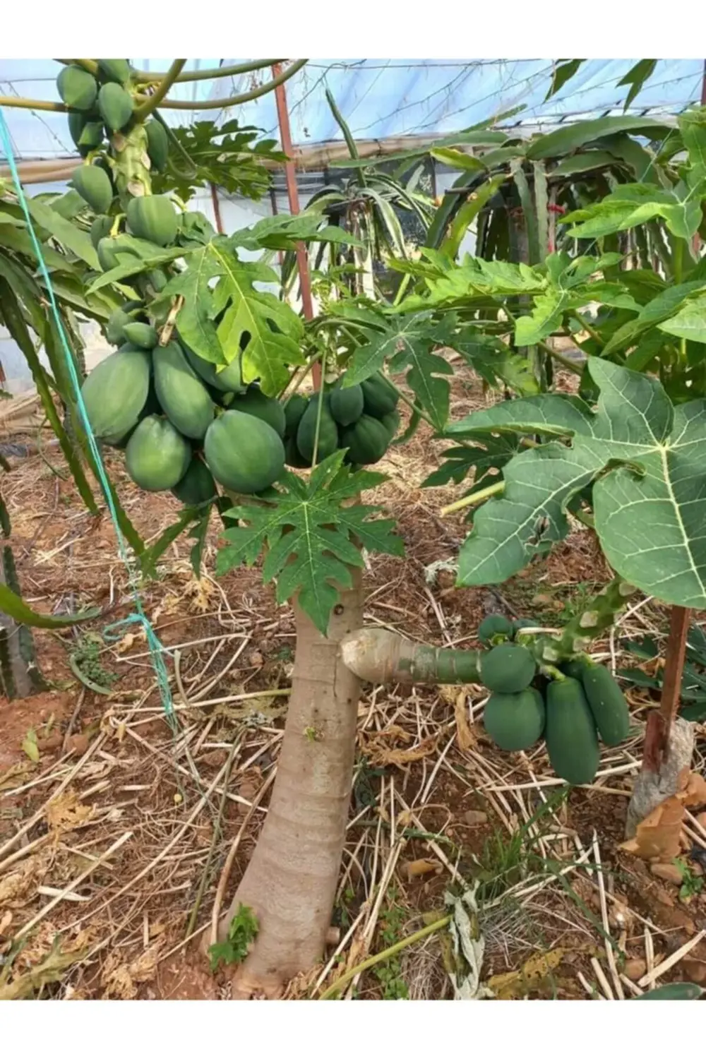 1 Adet Bodur Papaya Fidanı 60 100 Santim Arası