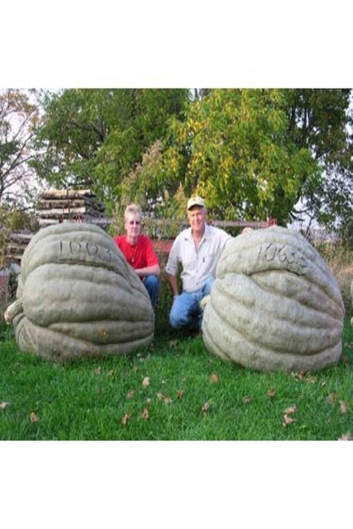 1 Adet Dev Kestane Bal Kabağı Tohumu