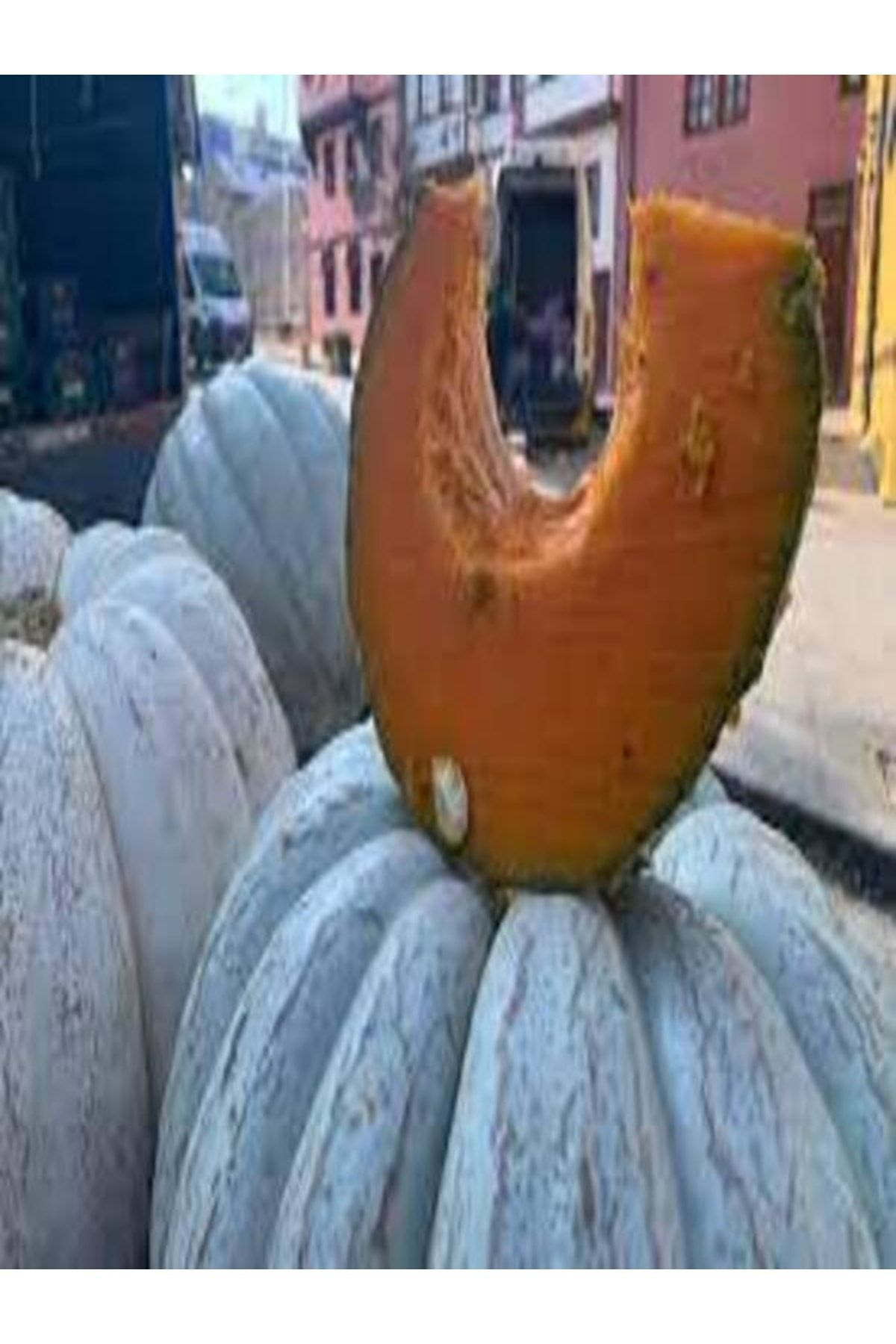 1 Adet Dev Kestane Bal Kabağı Tohumu