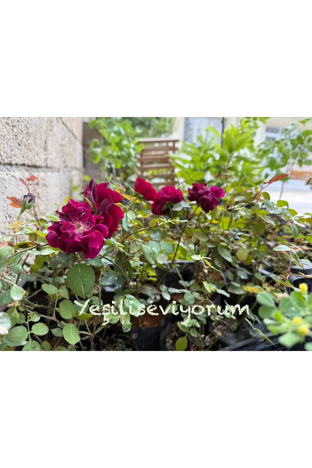 1 Adet Halfeti Karagül Fidanı Orijinal Ürün 40 Cm