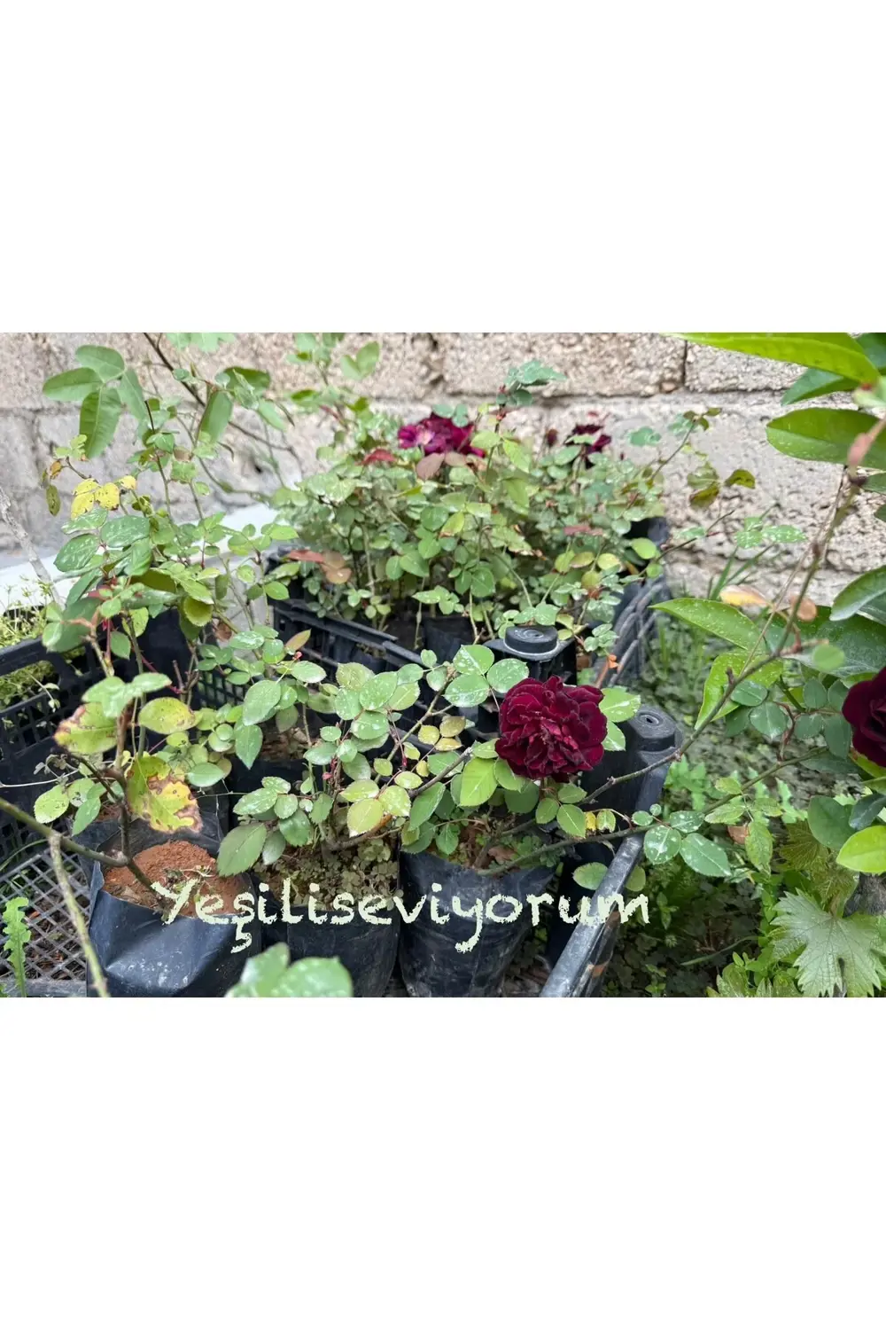 1 Adet Halfeti Karagül Fidanı Orijinal Ürün 40 Cm