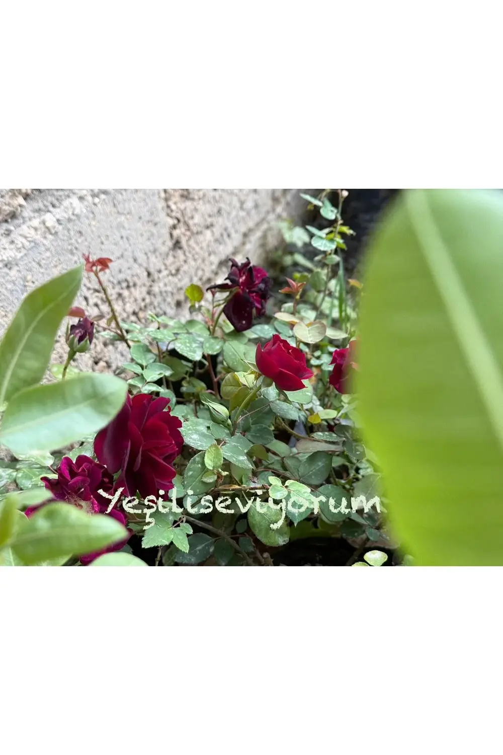 1 Adet Halfeti Karagül Fidanı Orijinal Ürün 40 Cm