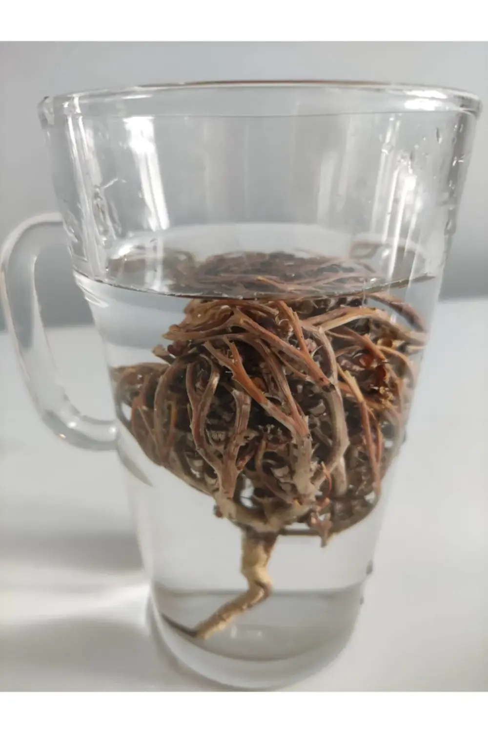 1 Adet Meryem Ana Otu Fatma Ana Eli