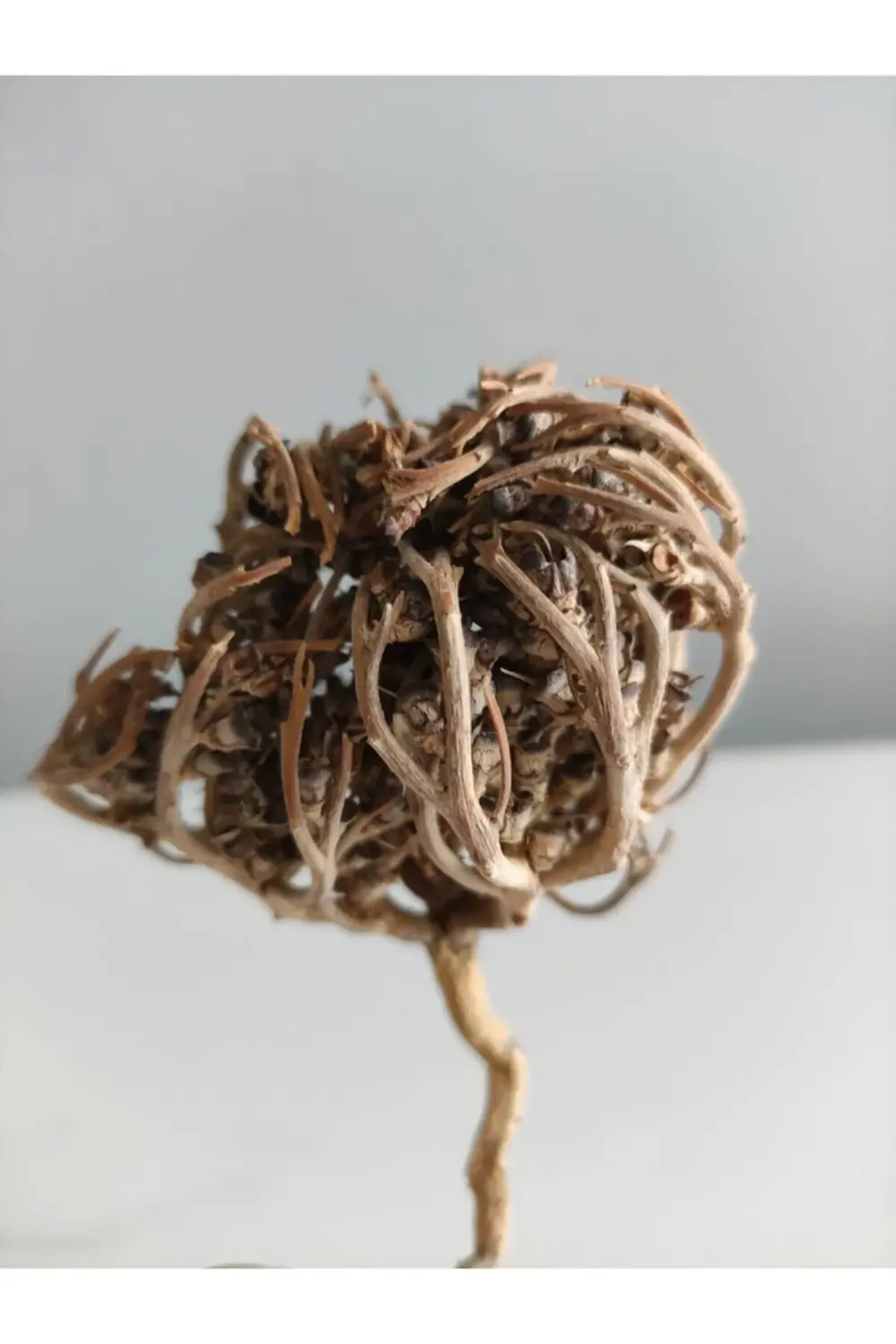 1 Adet Meryem Ana Otu Fatma Ana Eli