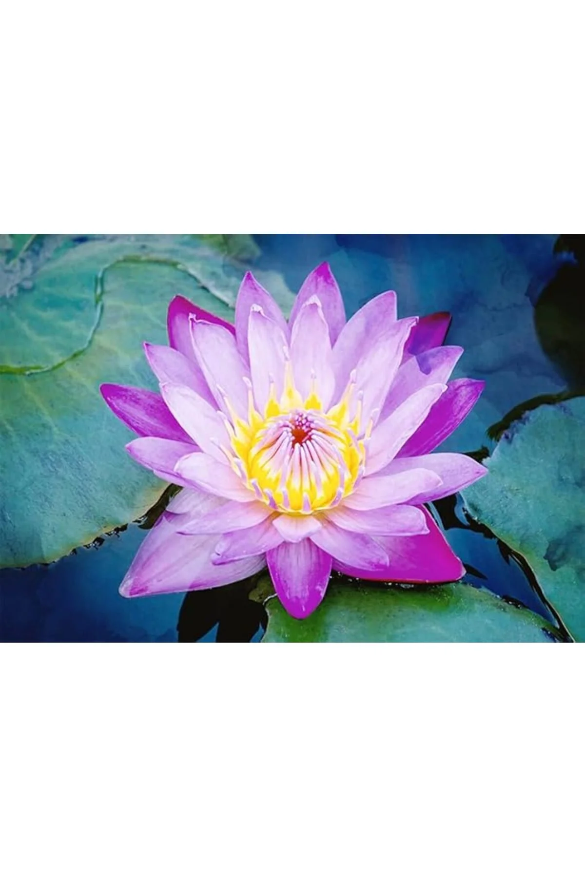1 Adet Mor Lotus Tohumu Nilüfer Tohumu 1 Adet Mor Lotus Tohumu Nilüfer Tohumu