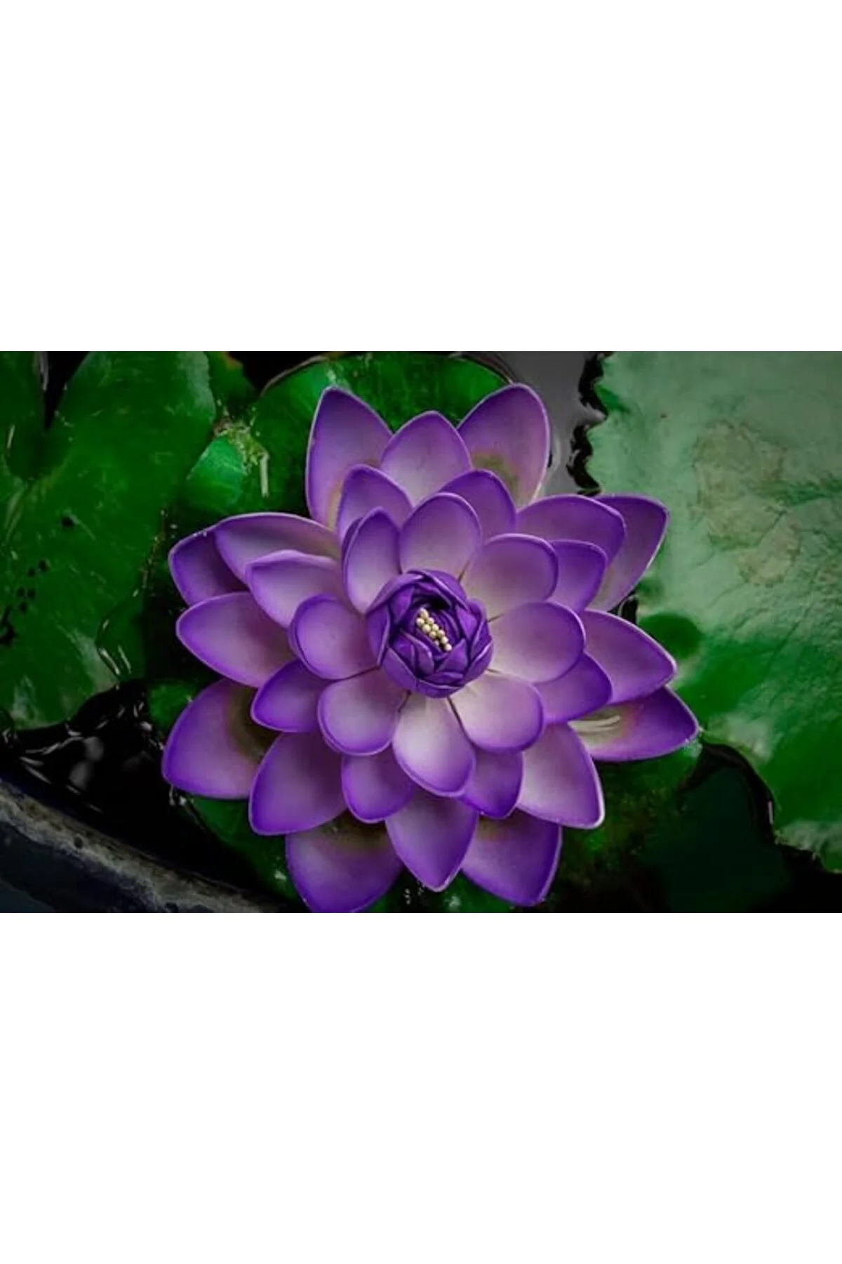 1 Adet Mor Lotus Tohumu Nilüfer Tohumu 1 Adet Mor Lotus Tohumu Nilüfer Tohumu - Görsel 3