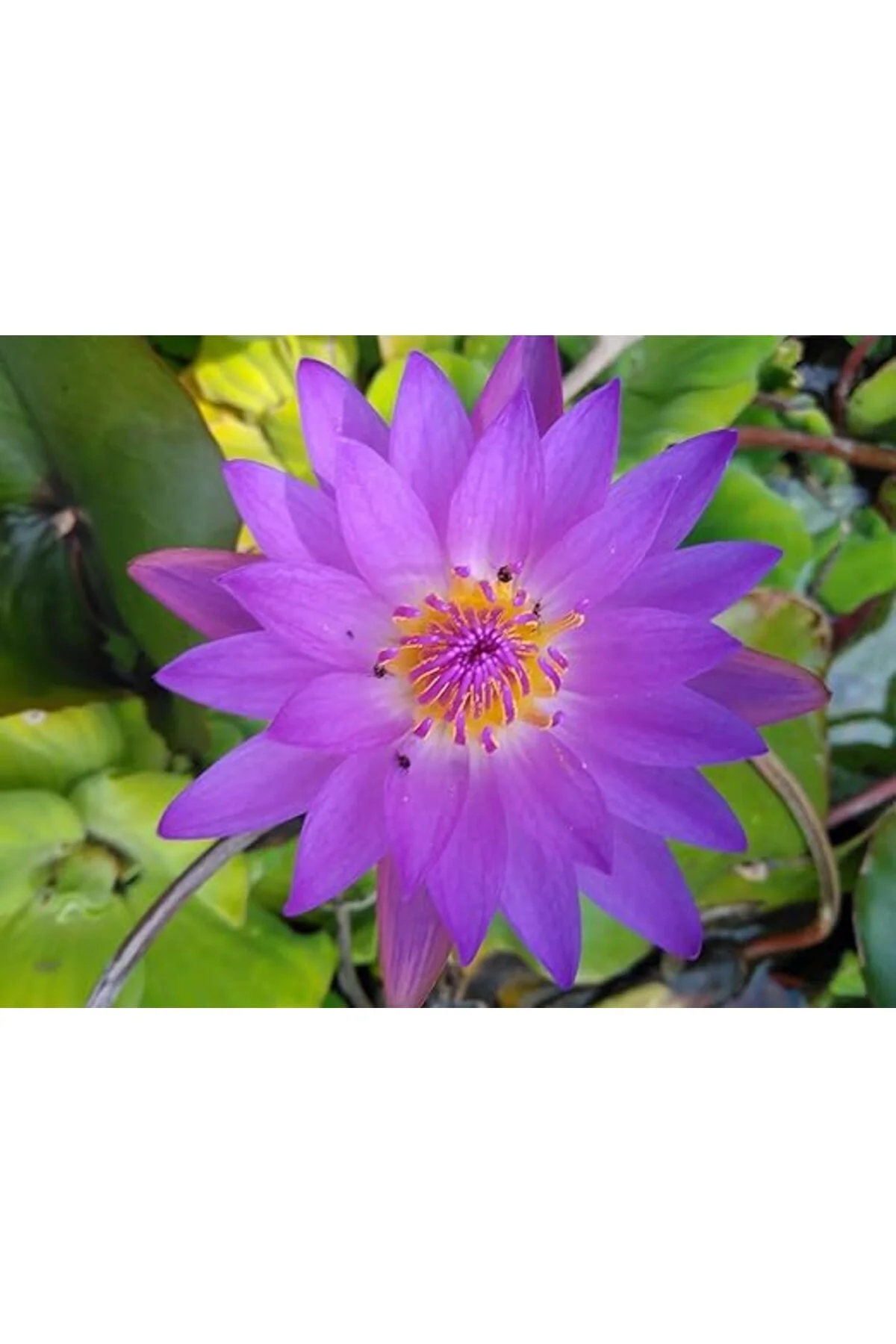 1 Adet Mor Lotus Tohumu Nilüfer Tohumu 1 Adet Mor Lotus Tohumu Nilüfer Tohumu - Görsel 2