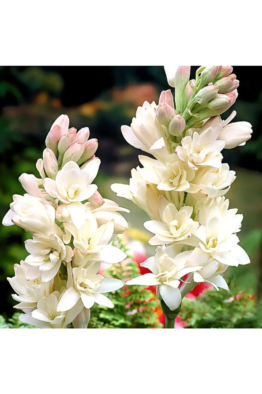 1 Adet Sümbül Teber Katlı Mis Kokulu KLB1 Beyaz Polianthes Tubero