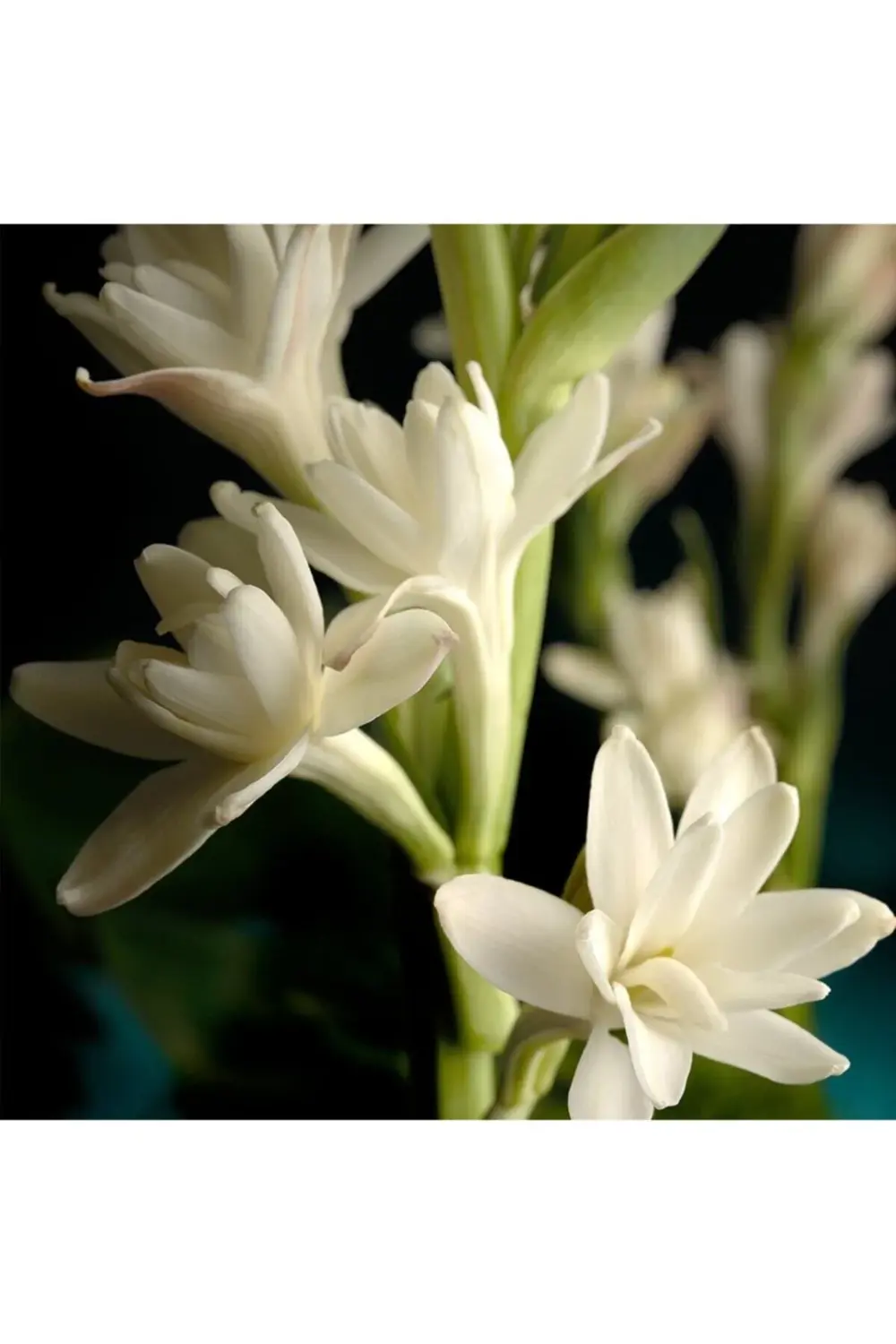 1 Adet Sümbül Teber Katlı Mis Kokulu KLB1 Beyaz Polianthes Tubero