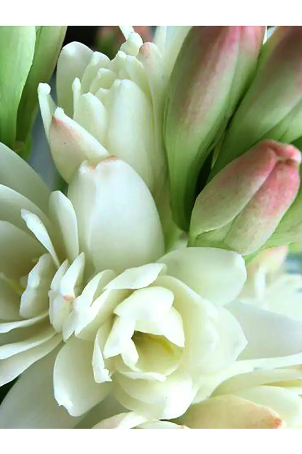 1 Adet Sümbül Teber Katlı Mis Kokulu KLB1 Beyaz Polianthes Tubero