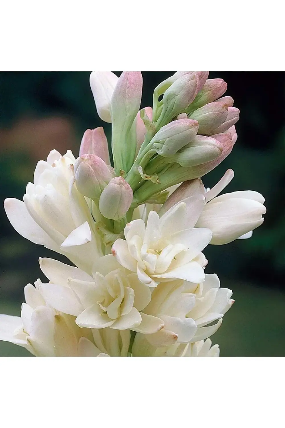 1 Adet Sümbül Teber Katlı Mis Kokulu KLB1 Beyaz Polianthes Tubero