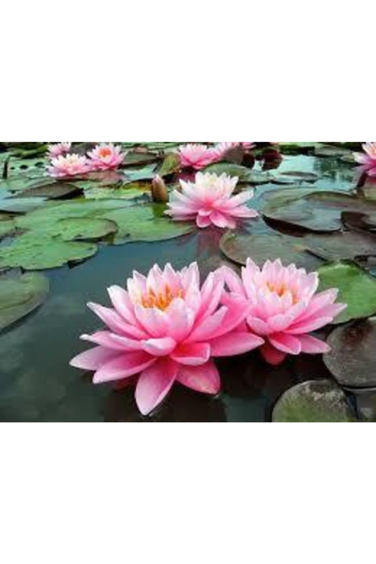1 Adet Tohum Nadir Bulunan Pembe Lotus Çiçeği Tohumu Lotus Su Çiçeği Tohumu Nilüfer Çiçeği Tohumu Fiyatı, Yorumları ve Özellikleri