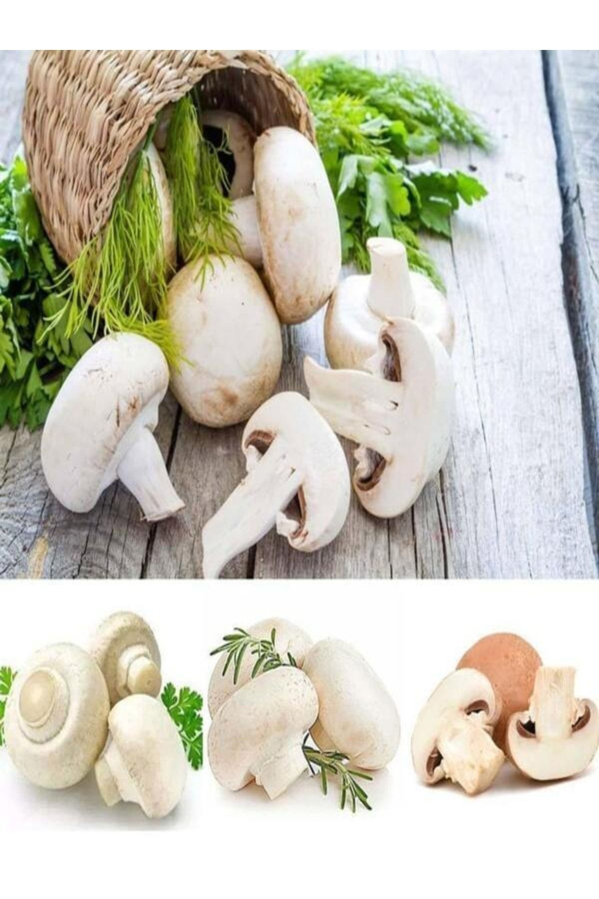 Tohumgübre 1 Gr Kültür Mantarı Tohumu Miseli