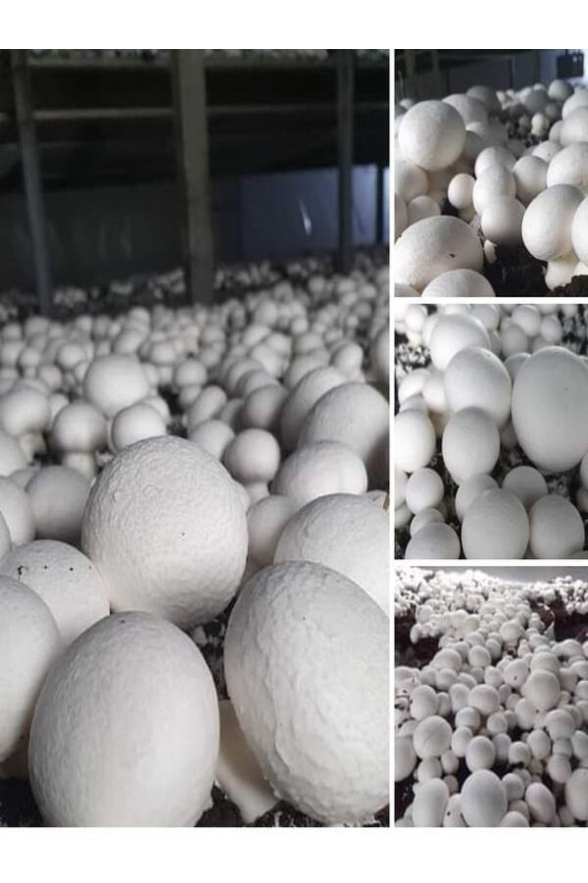 Tohumgübre 1 Gr Kültür Mantarı Tohumu Miseli