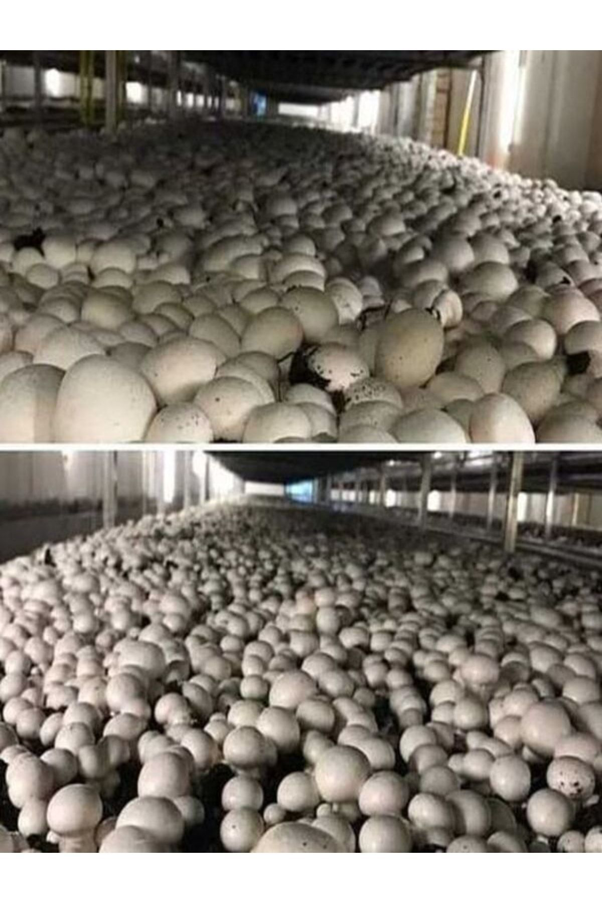 Tohumgübre 1 Gr Kültür Mantarı Tohumu Miseli