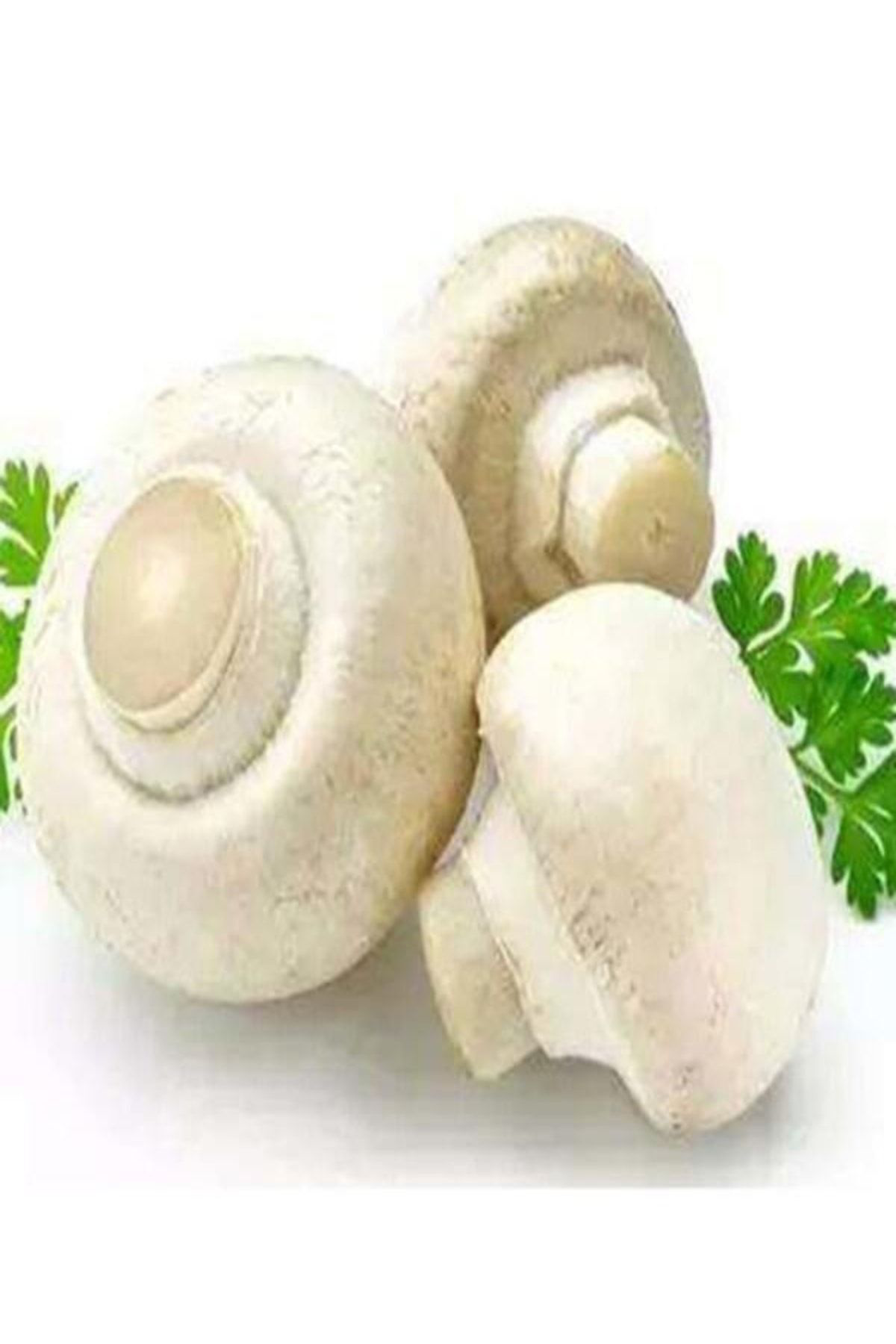 Tohumgübre 1 Gr Kültür Mantarı Tohumu Miseli