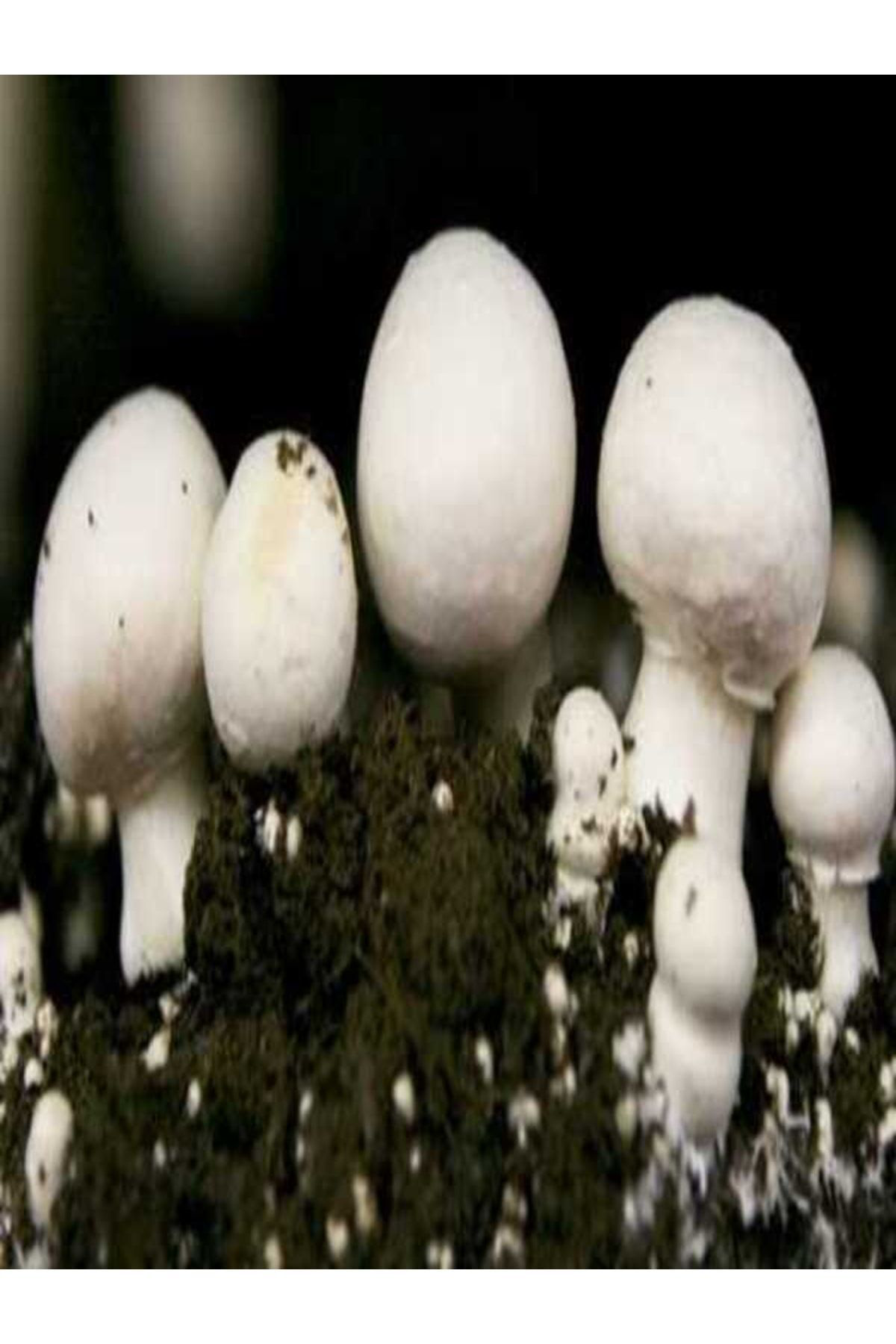 Tohumgübre 1 Gr Kültür Mantarı Tohumu Miseli