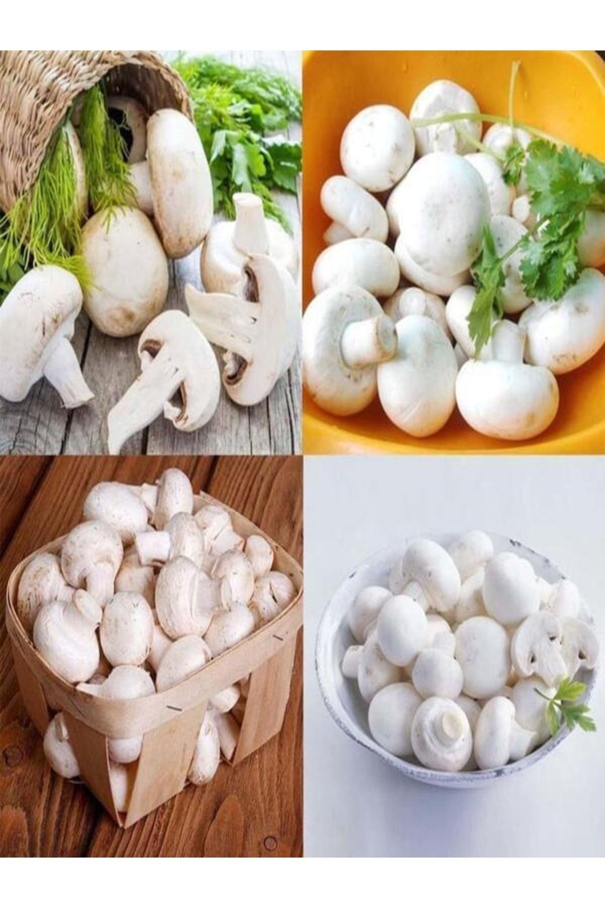 Tohumgübre 1 Gr Kültür Mantarı Tohumu Miseli