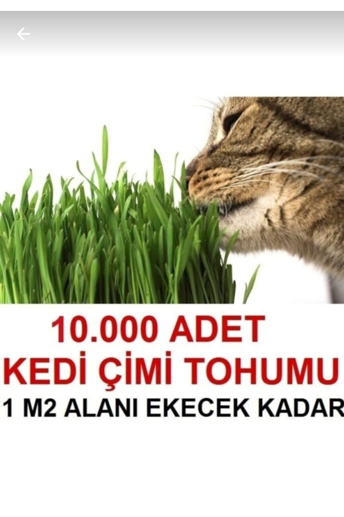1 M2 Alana Yetecek Kadar Kedi Yemi Çim Tohumu