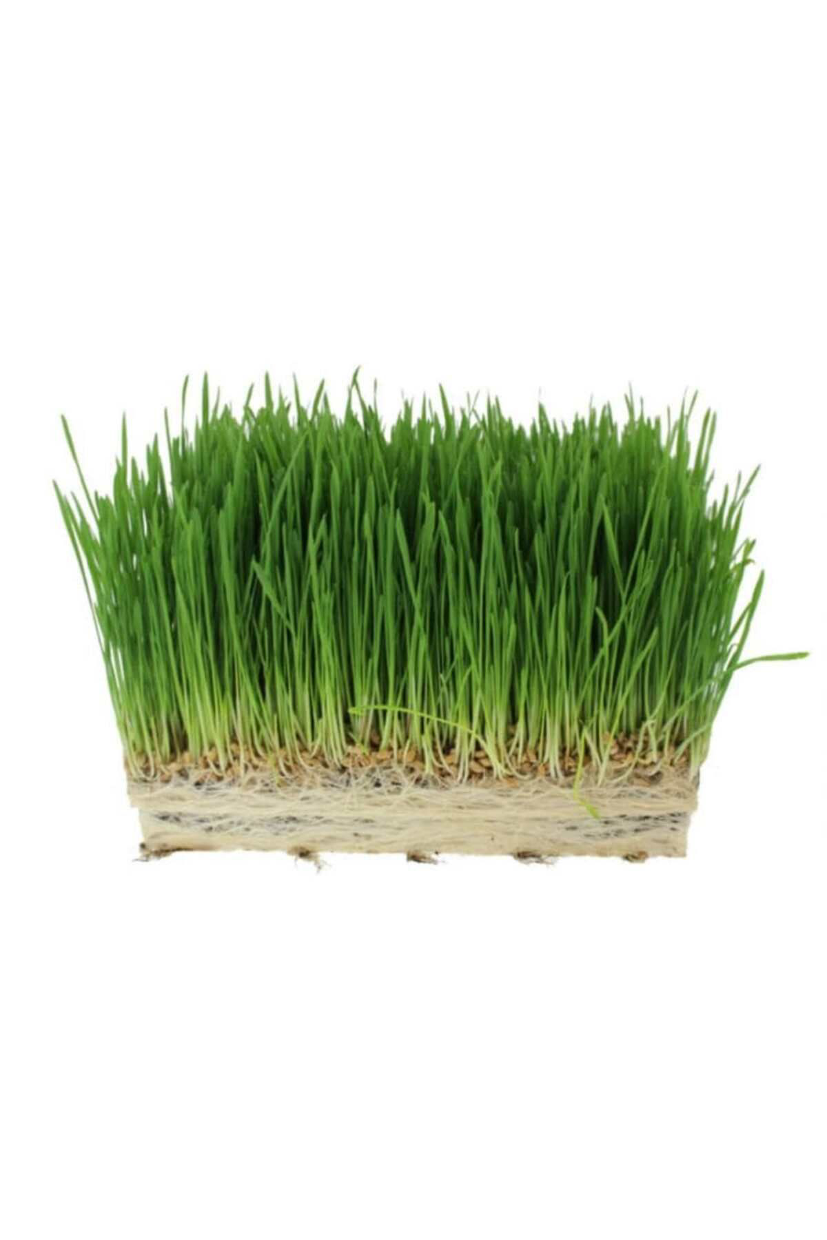 Tohumgübre 1 M2 Alana Yetecek Kadar Kemirgen Yemi Çimi Tohumu ( Ortalama 10.