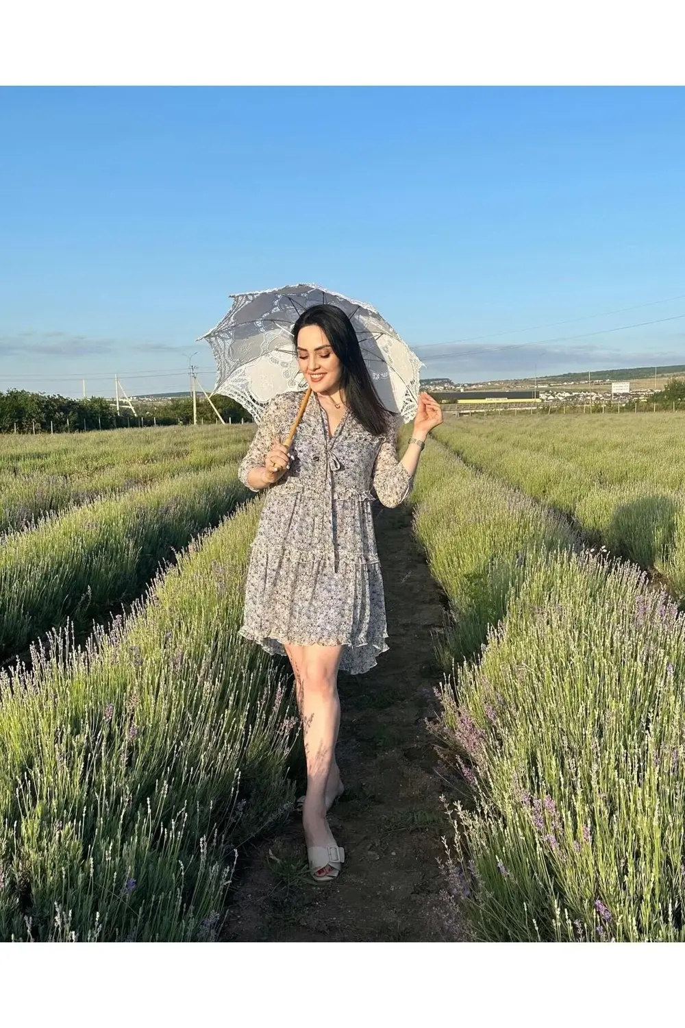 10 Adet Açık Köklü Intermedia Lavanta Fidesi Fidanı.