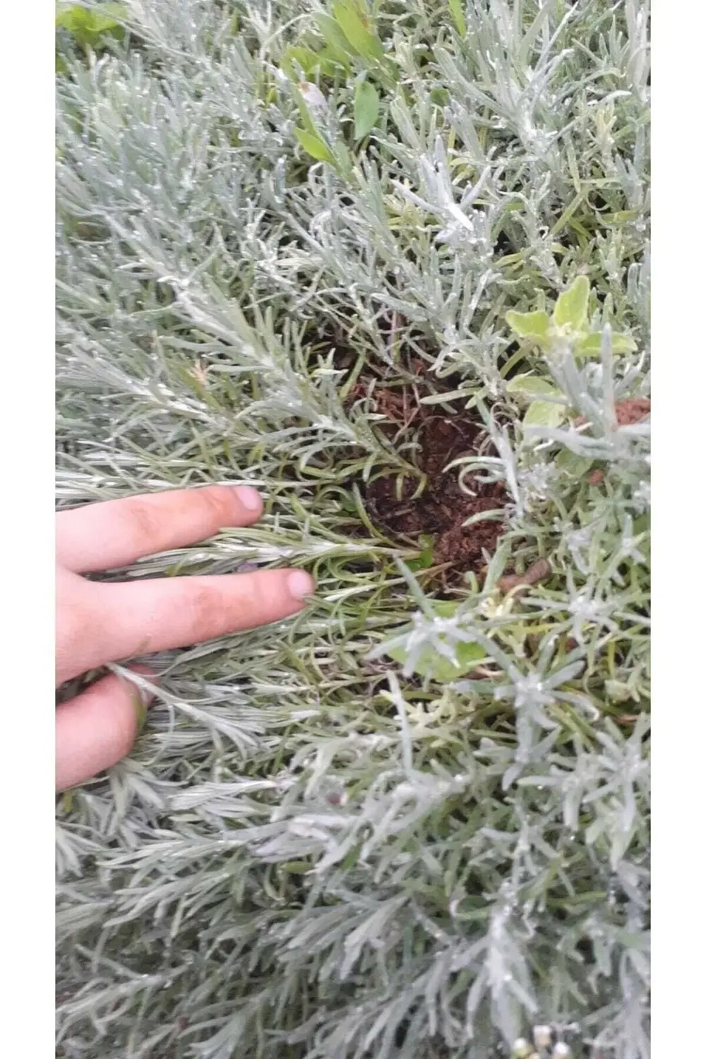 10 Adet Açık Köklü Intermedia Lavanta Fidesi Fidanı