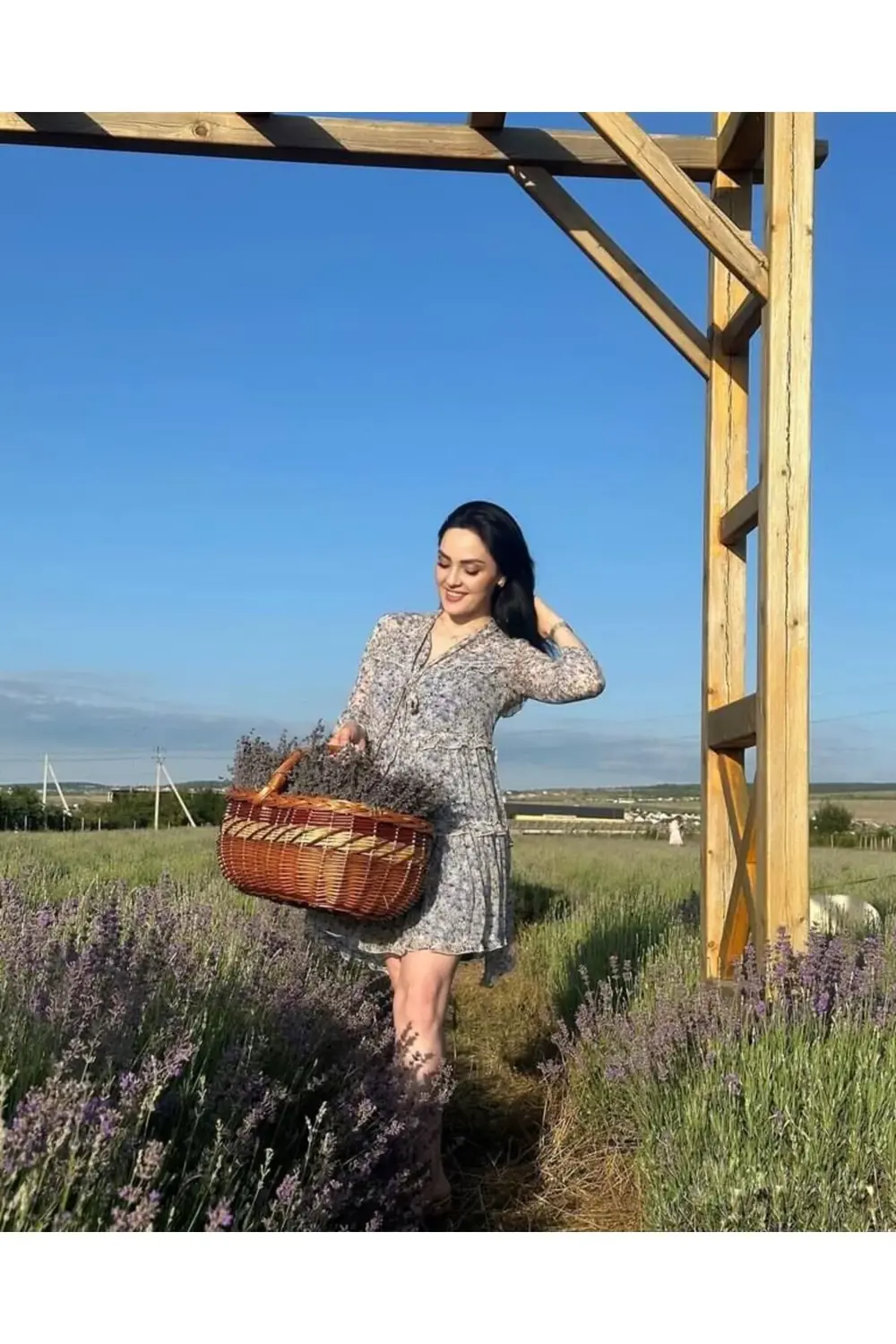 10 Adet Açık Köklü Intermedia Lavanta Fidesi Fidanı.