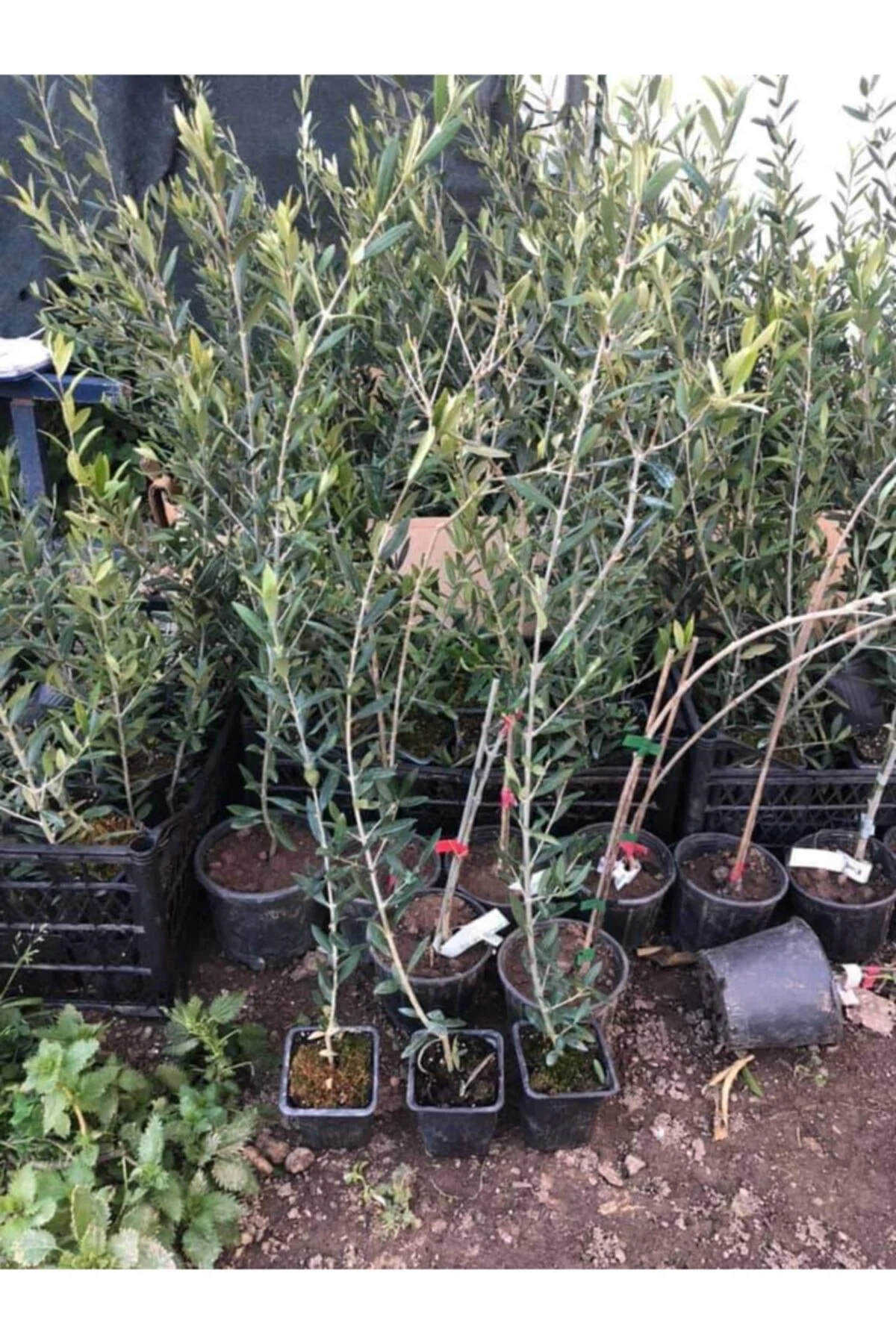 10 Adet Arbeguina Bodur Zeytin Fidanı Tüplü 2yaş 10 Adet Arbeguina Bodur Zeytin Fidanı Tüplü 2yaş - Görsel 4