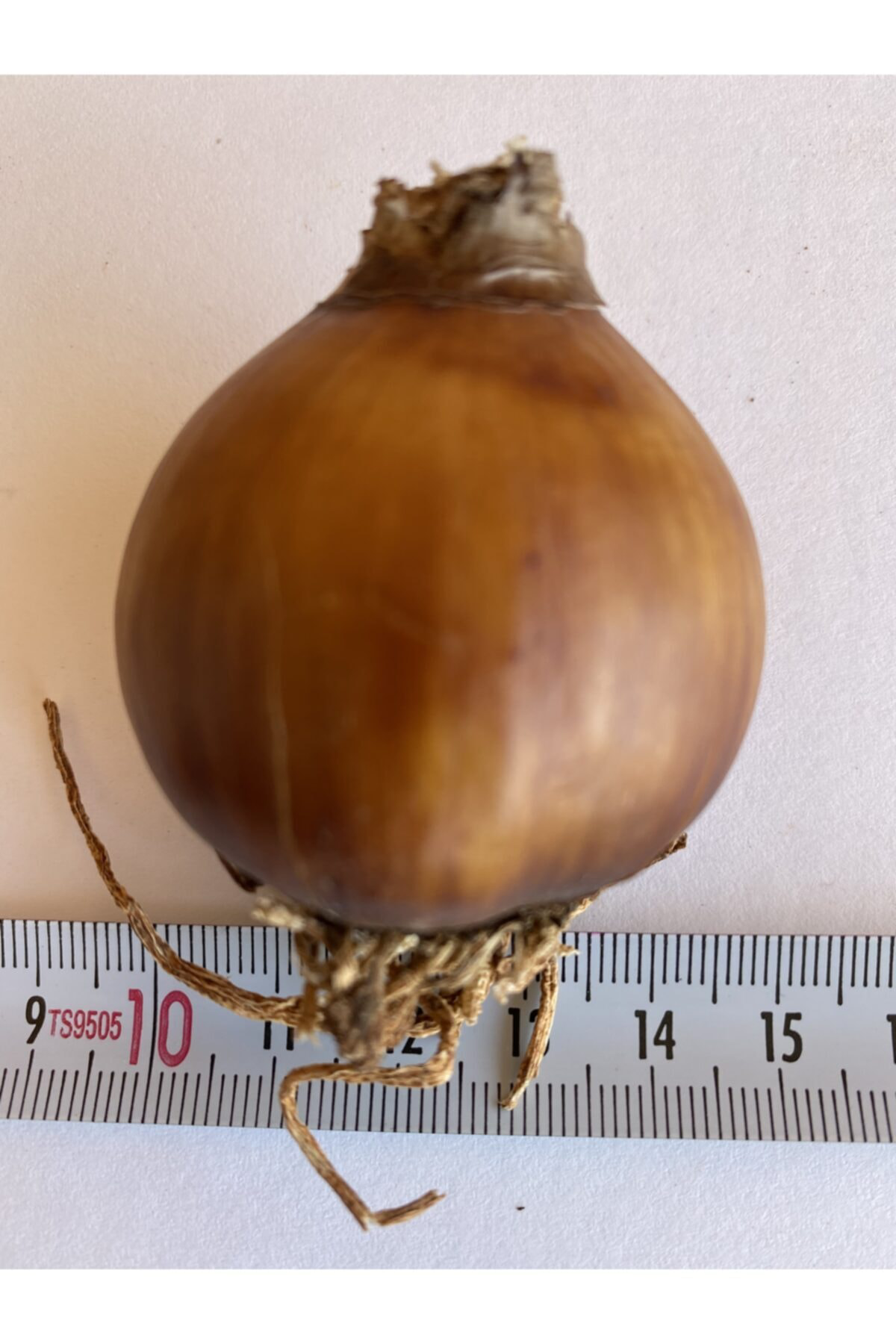 10 Adet Beyaz Sarı Katmerli Nergis Çiçeği Soğanı Kokulu (LARGE)