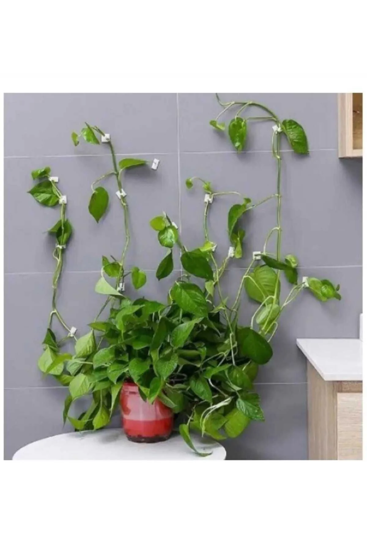 10 Adet Bitki Klipsi Sarmaşık Çiçek Tutucu Duvar Tutturma Aparatı