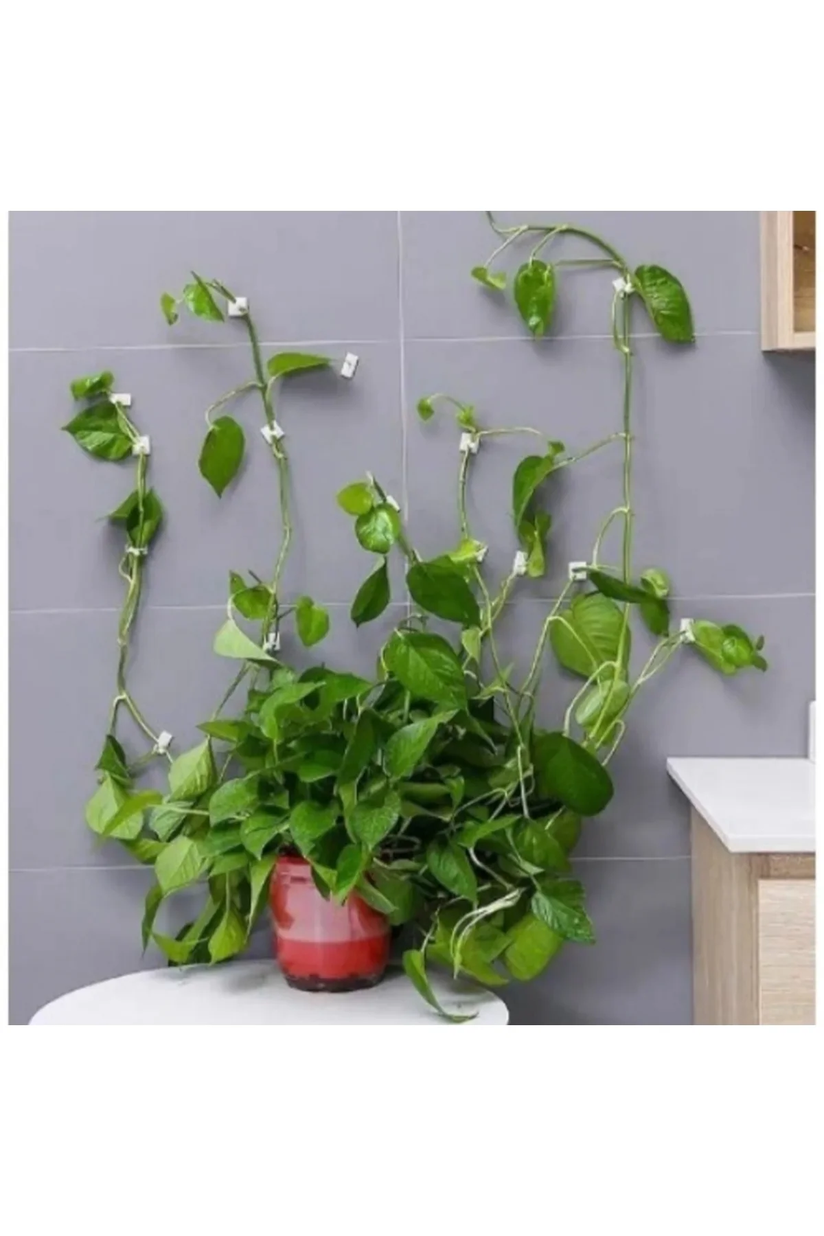 10 Adet Bitki Klipsi Sarmaşık Tutucu Kendinden Yapışkanlı Pratik 