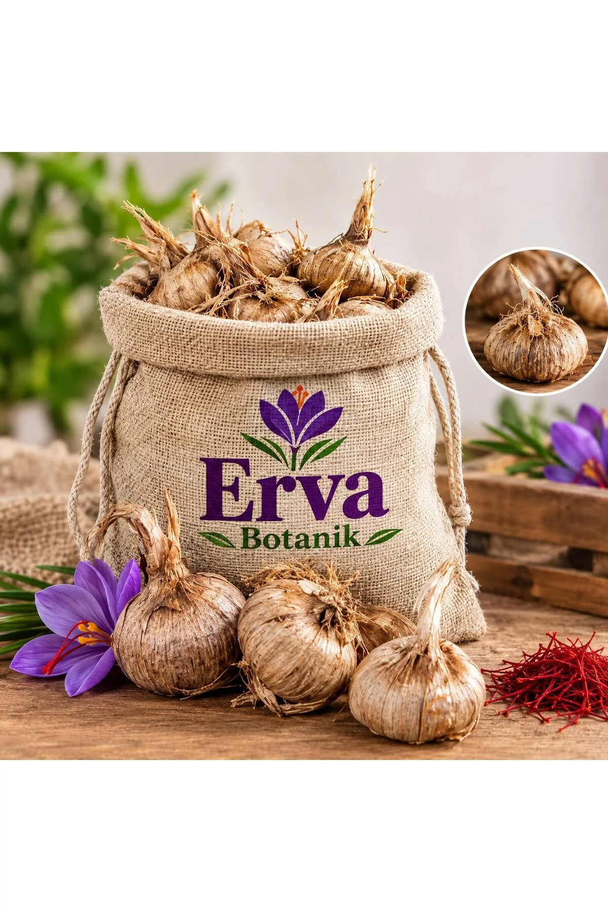 10 Adet Çiçek Açmaya Hazır Kalibre Yerli Safran Soğanı - Orta ve İri Boy, Yüksek Verimli Crocus Sativus L. 10 Adet Çiçek Açmaya Hazır Kalibre Yerli Safran Soğanı - Orta ve İri Boy, Yüksek Verimli Crocus Sativus L.