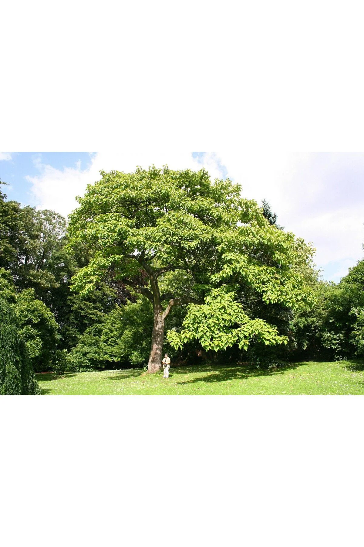 10 Adet - Dünya'nın En Hızlı Büyüyen Ağacı Pavlonya Ağaçı Tohumu - paulownia tohumu 10 Adet - Dünya'nın En Hızlı Büyüyen Ağacı Pavlonya Ağaçı Tohumu - paulownia tohumu